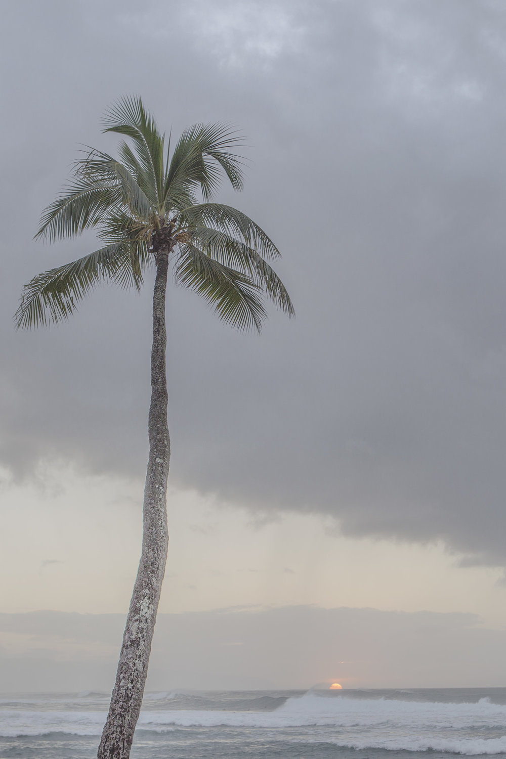 Pal, Tree Sunset - Calming Hawaii Photos by Lisa Beggs