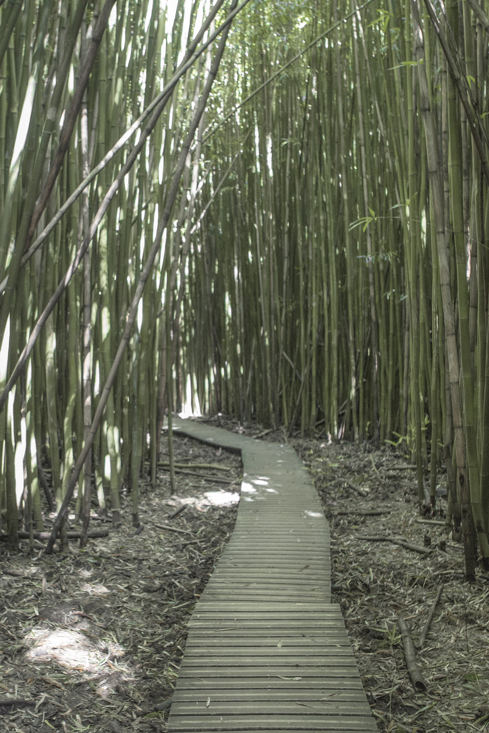 Bamboo Forest Hike in Maui