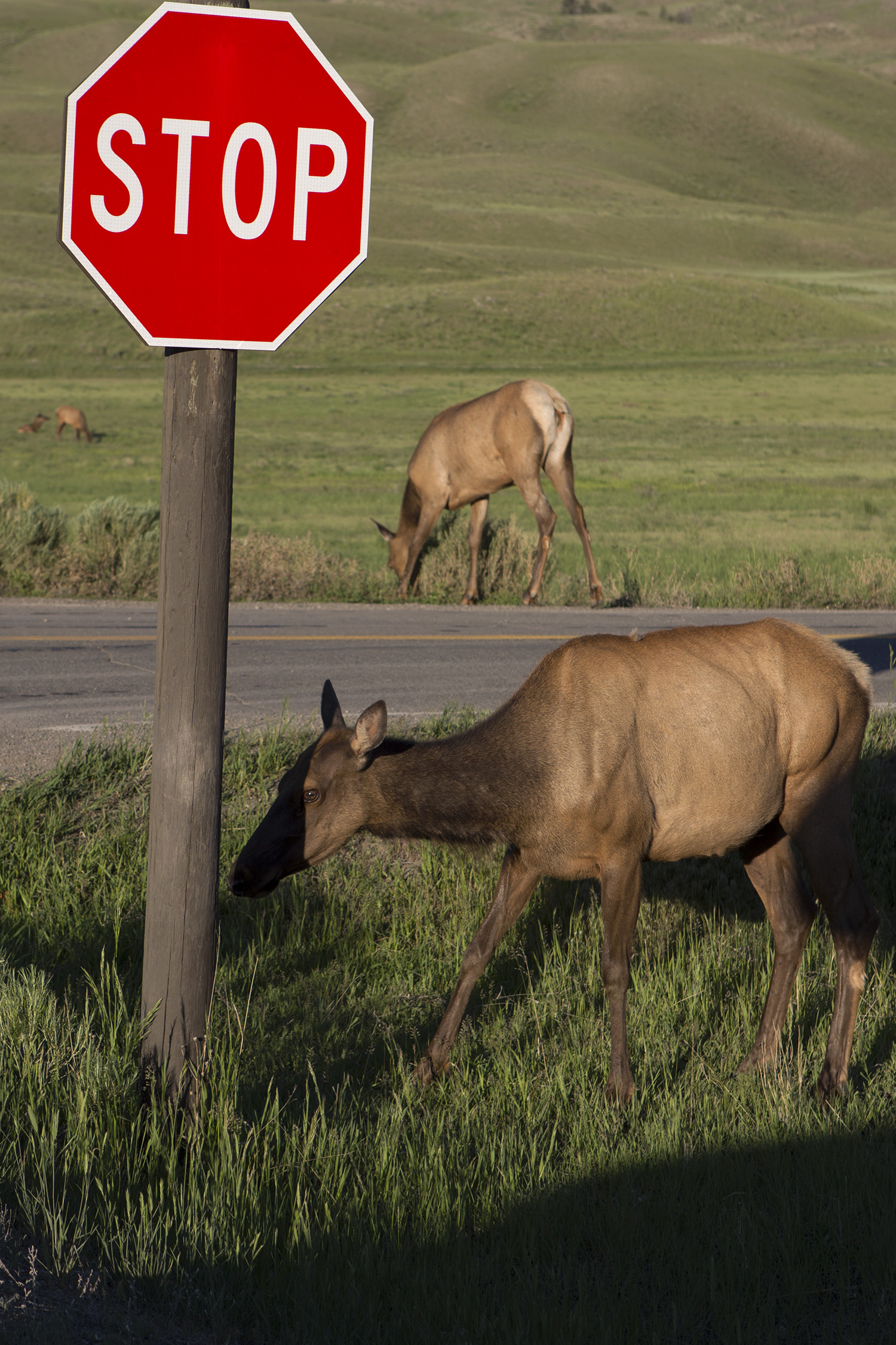 Elk at a Stop Sign