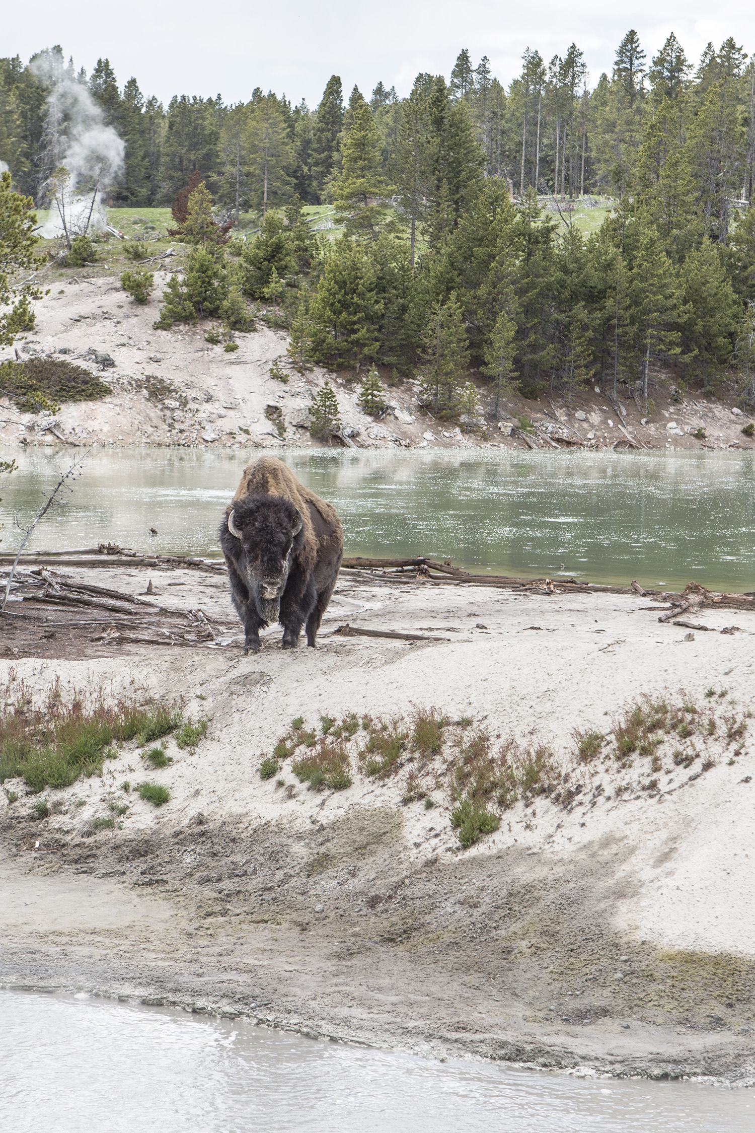 Bison enjoys Hot Springs in Yellowstone