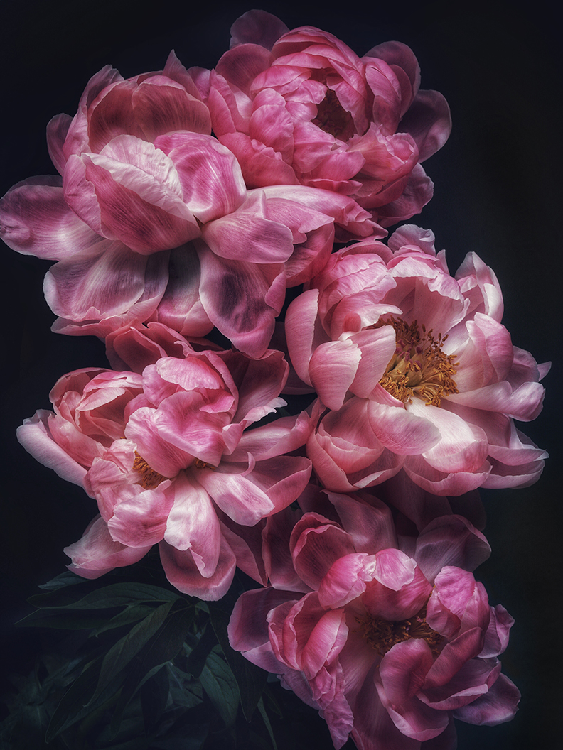 Shapiro_Debi_GRACE_ArchivalDigitalPrint_Variable.jpg