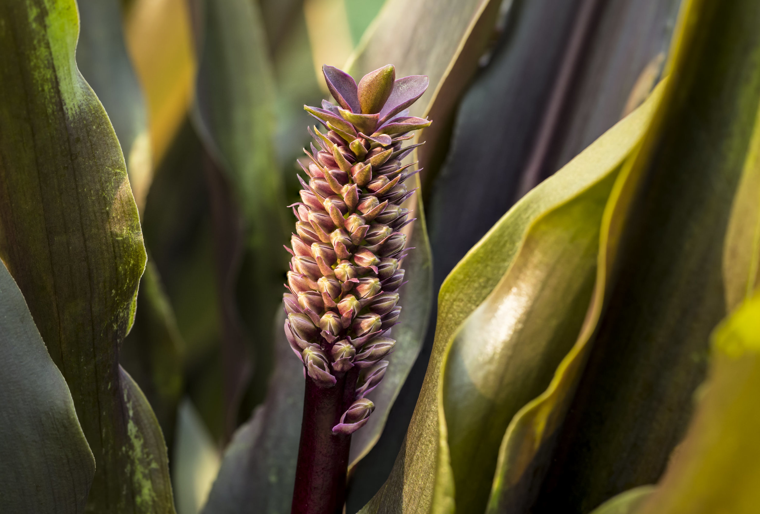 McCormac_Bob_PineapplePlant_Digital_41x27.jpg