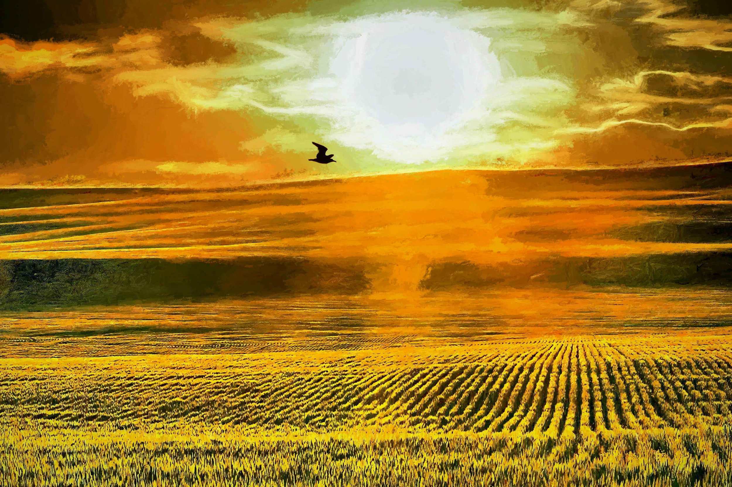 Mink_Gaylord_Wheat_field_sundown_1MB.jpg