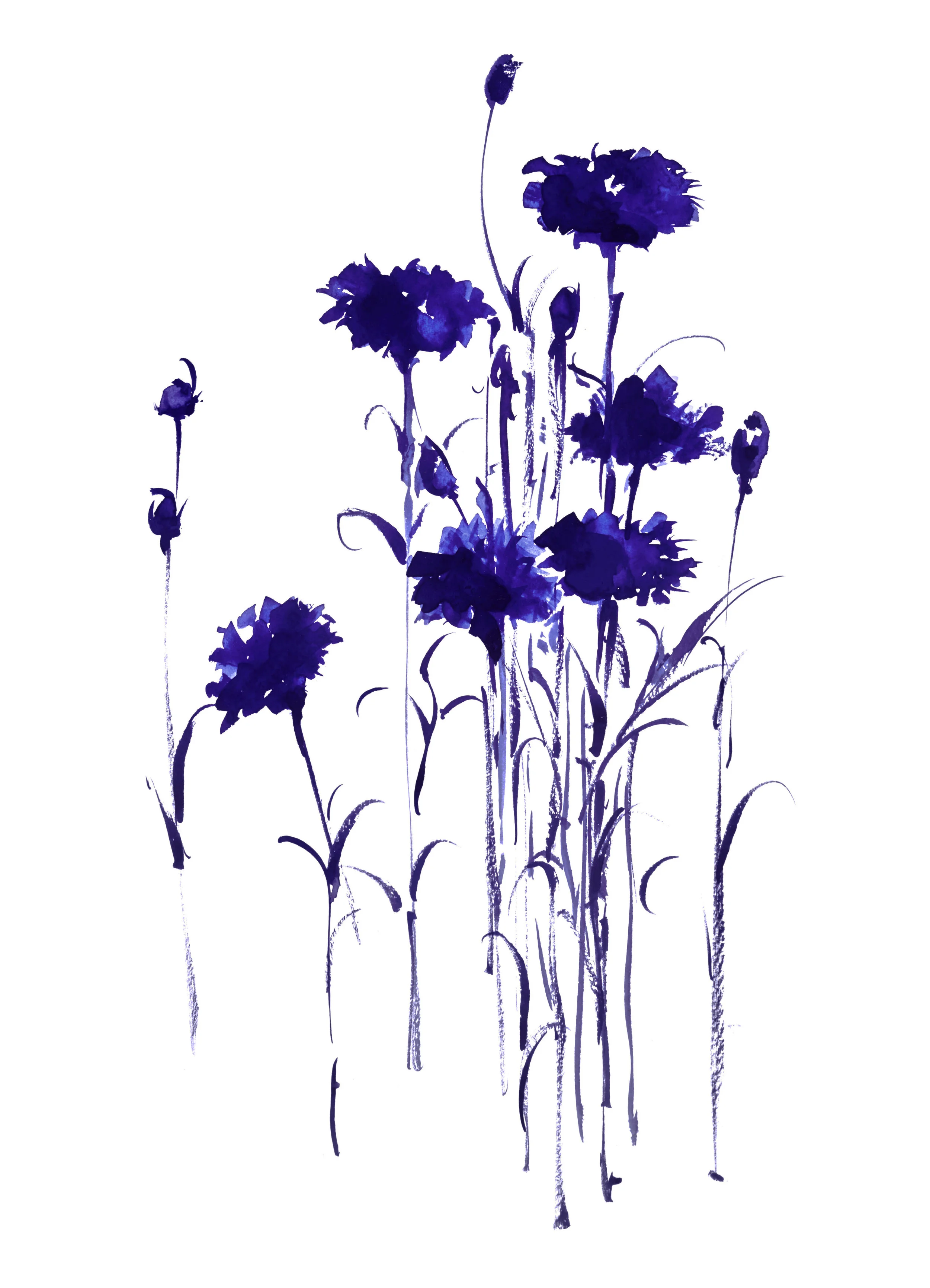 Davis_Vega_BotanicalStudyBachelorButton4_watercolor_11x14.jpg