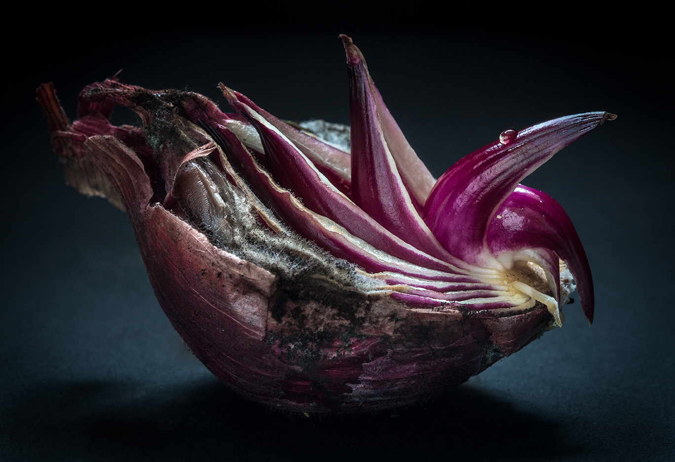 Kim Van Liefferinge Columbian Exchange Onion Photography 19 x 13