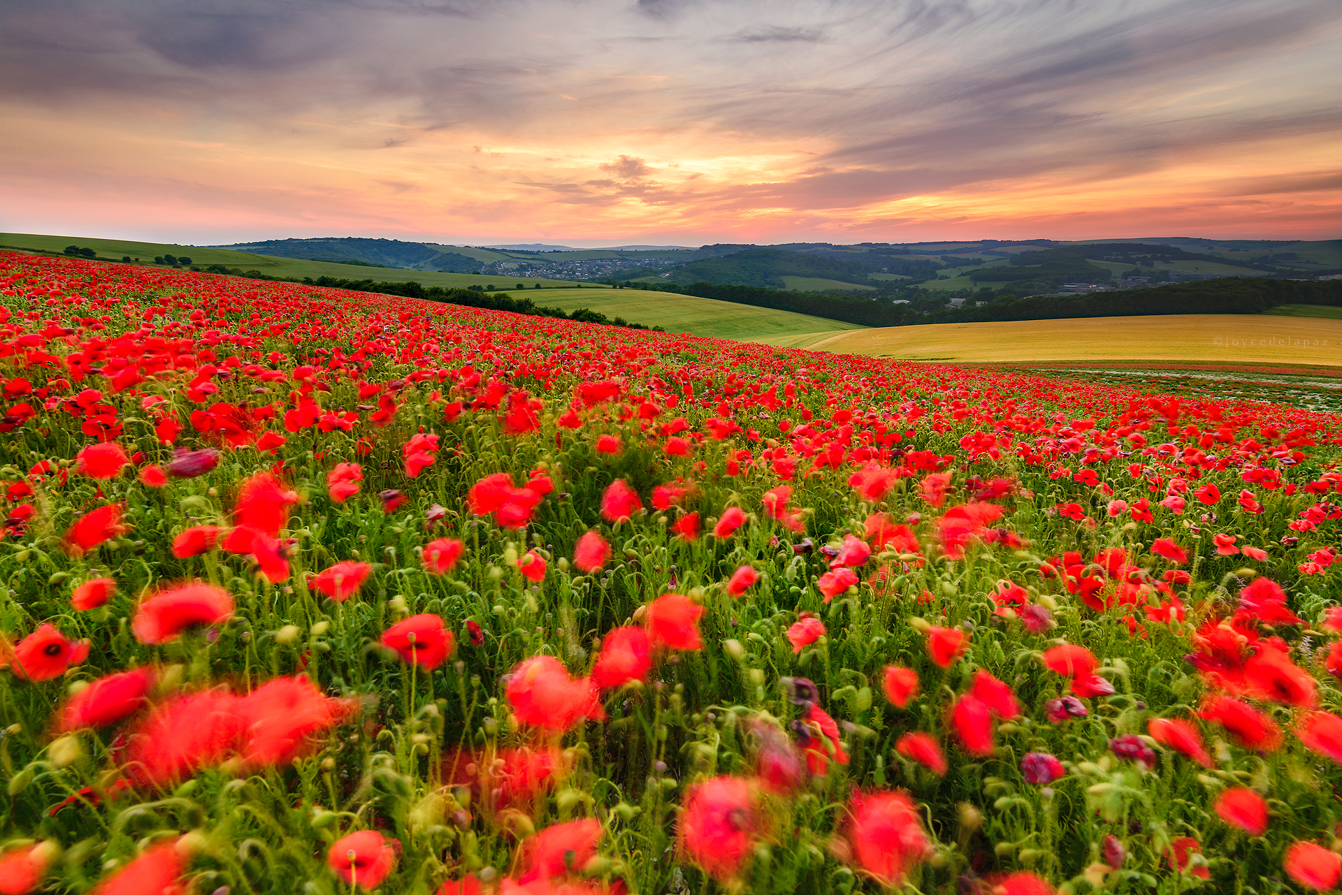  Sea of Poppies  West Sussex, England 