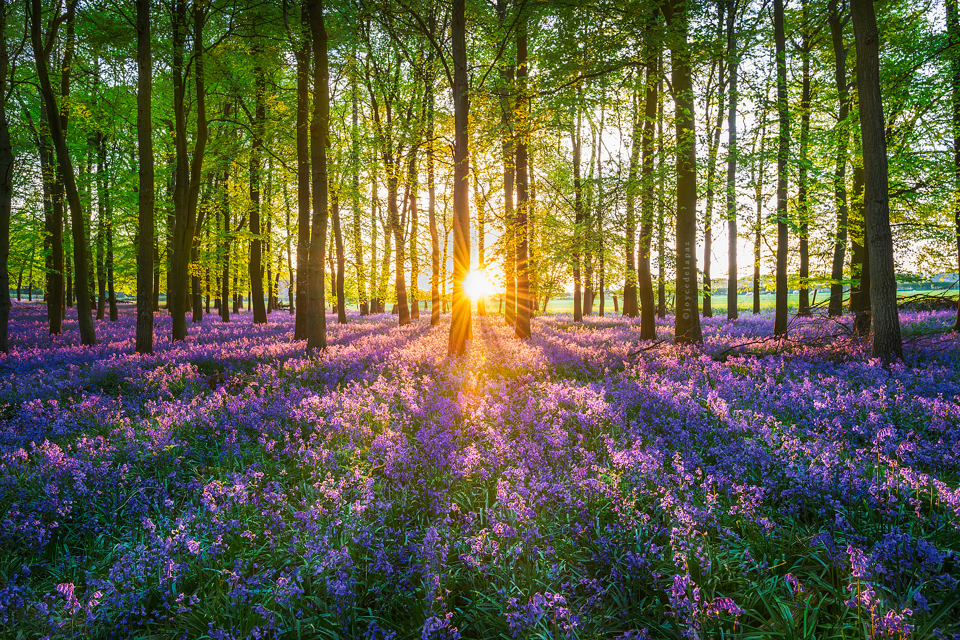  Tinkerbell  Bluebells at Dockey Wood, Hertfordshire, England 