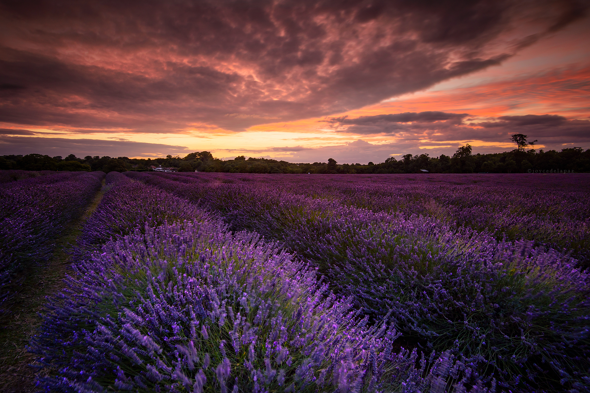  Sunset Lavender  Banstead, Surrey, England 