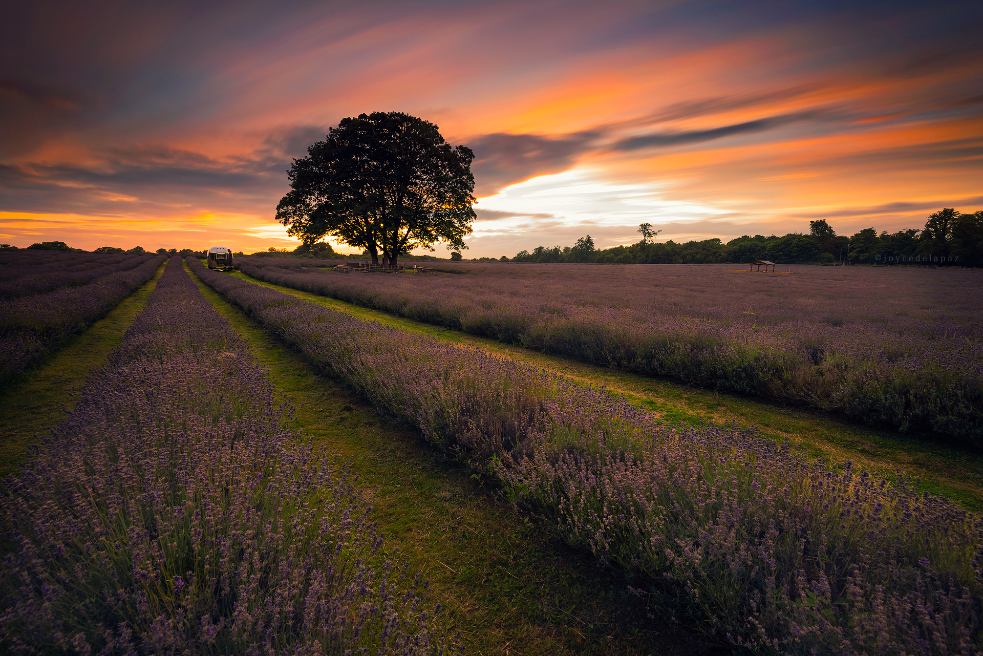  Sunkissed Lavender  Banstead, Surrey, England 