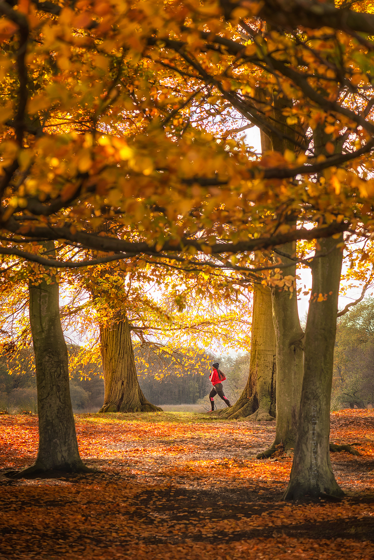  The Jogger  Richmond, Park, London, England 