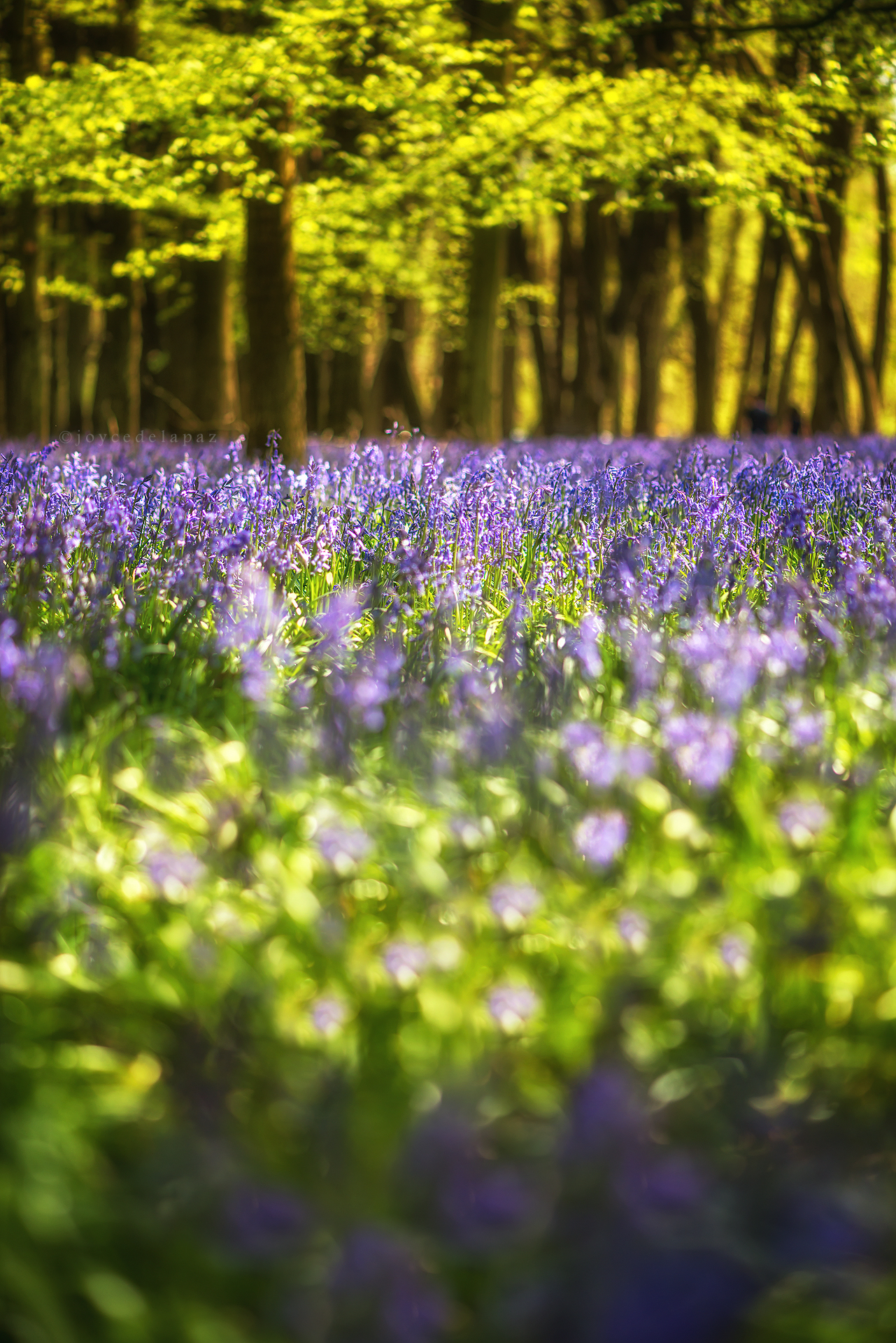  Sweet Bluebells  Hertfordshire, England 