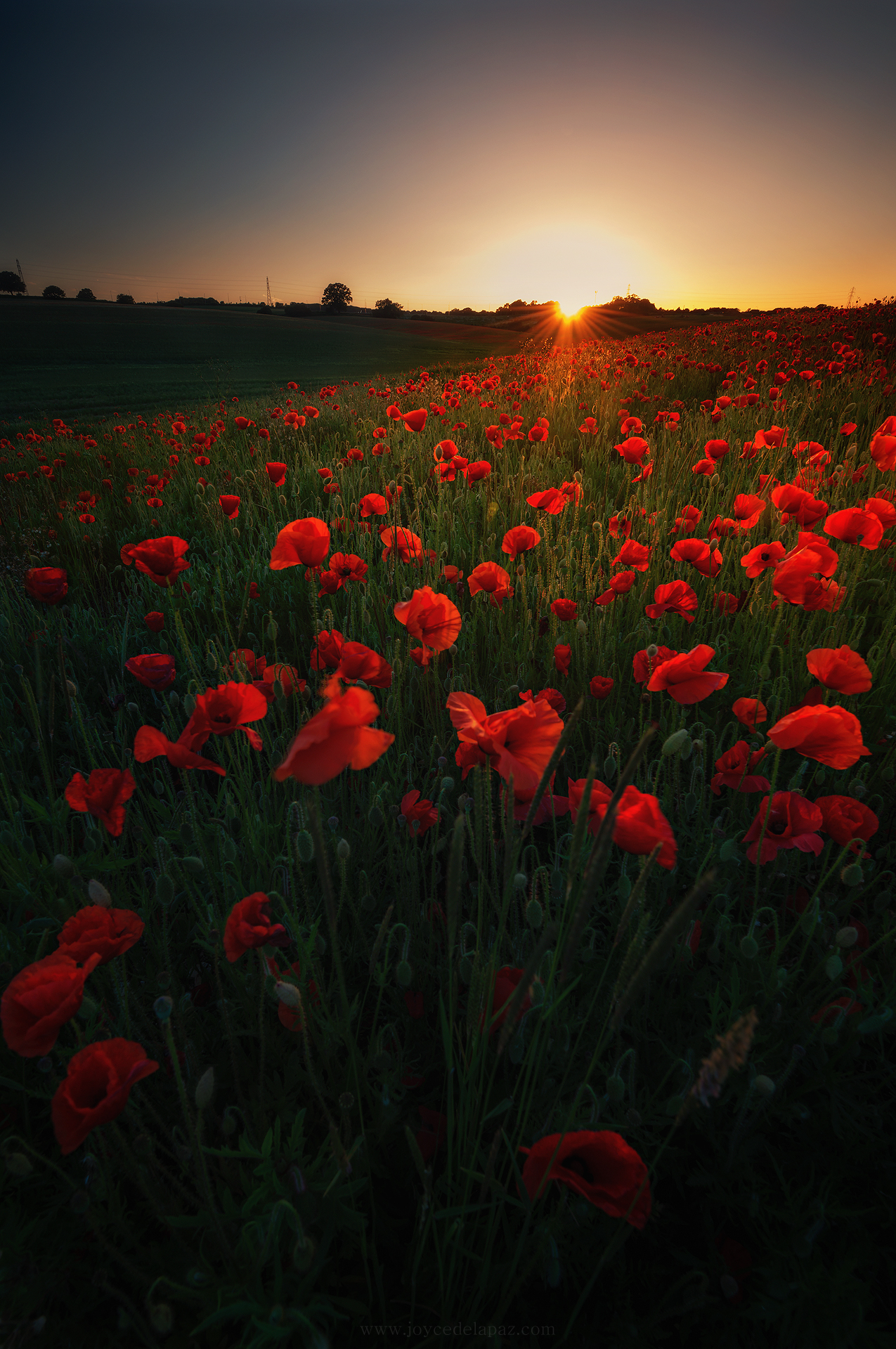 in flanders fields