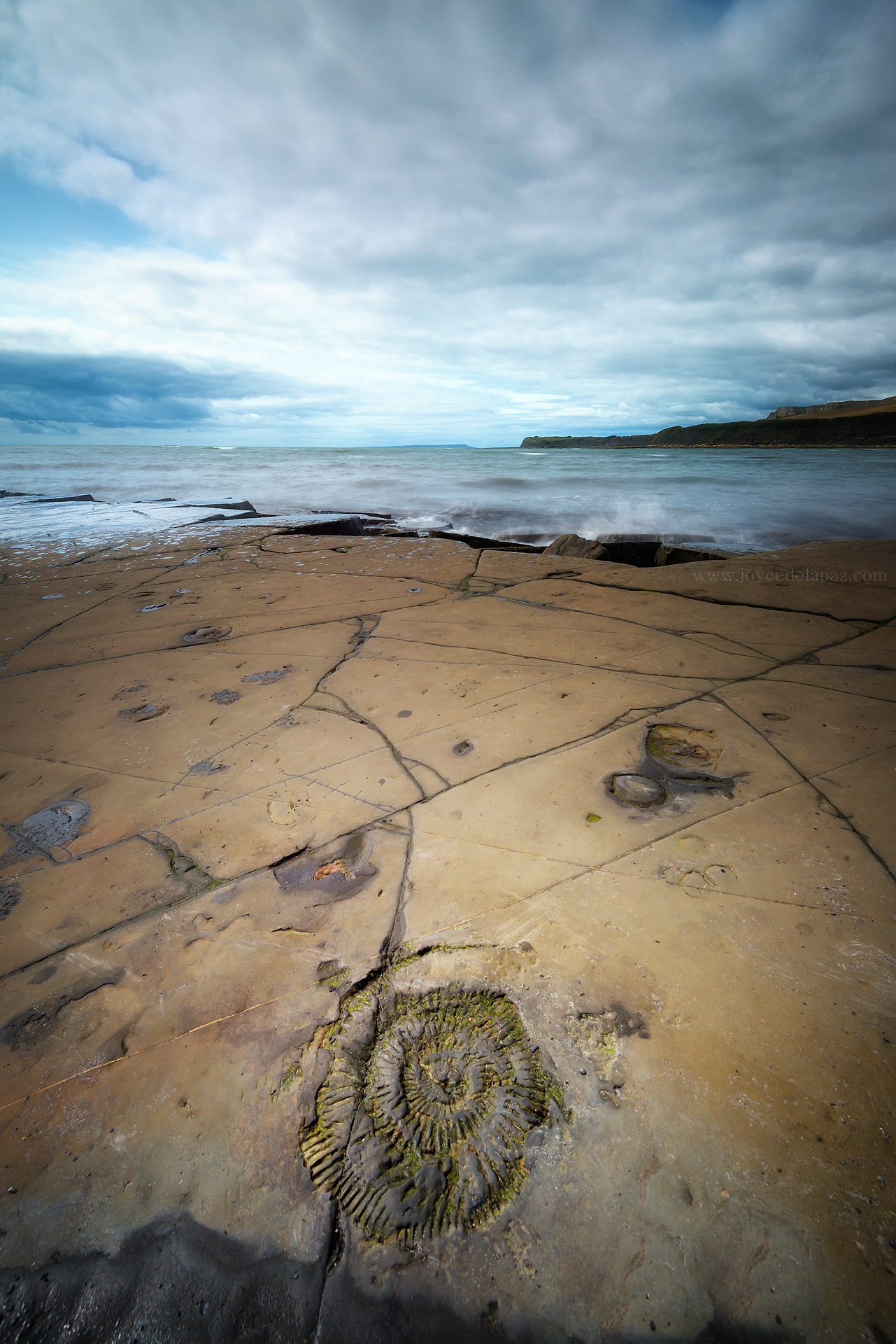  Ammonite Fossil  Kimmeridge, Jurassic Coast, Dorset, England 