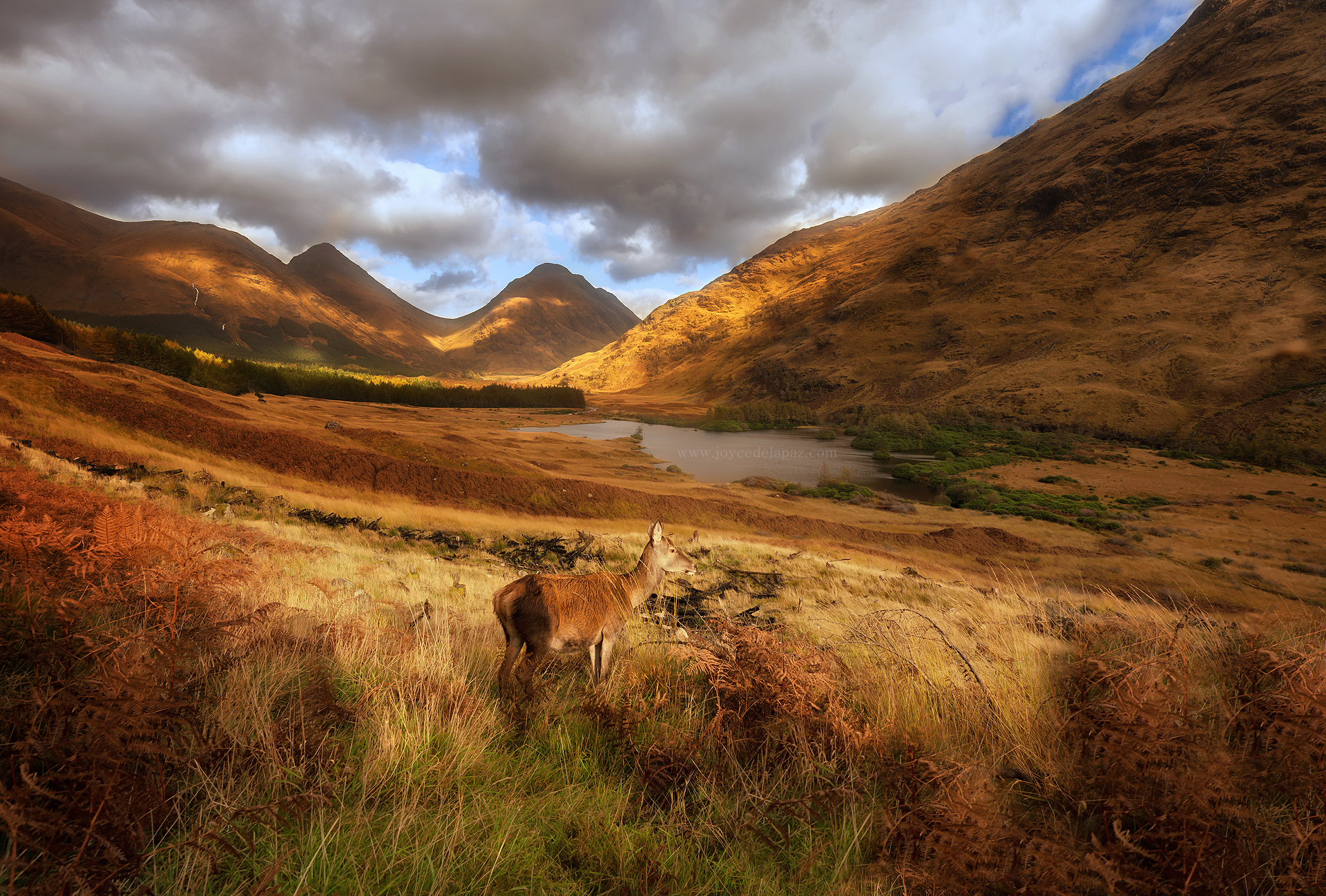  The Tamed Deer  Loch Lomond, Scotland 