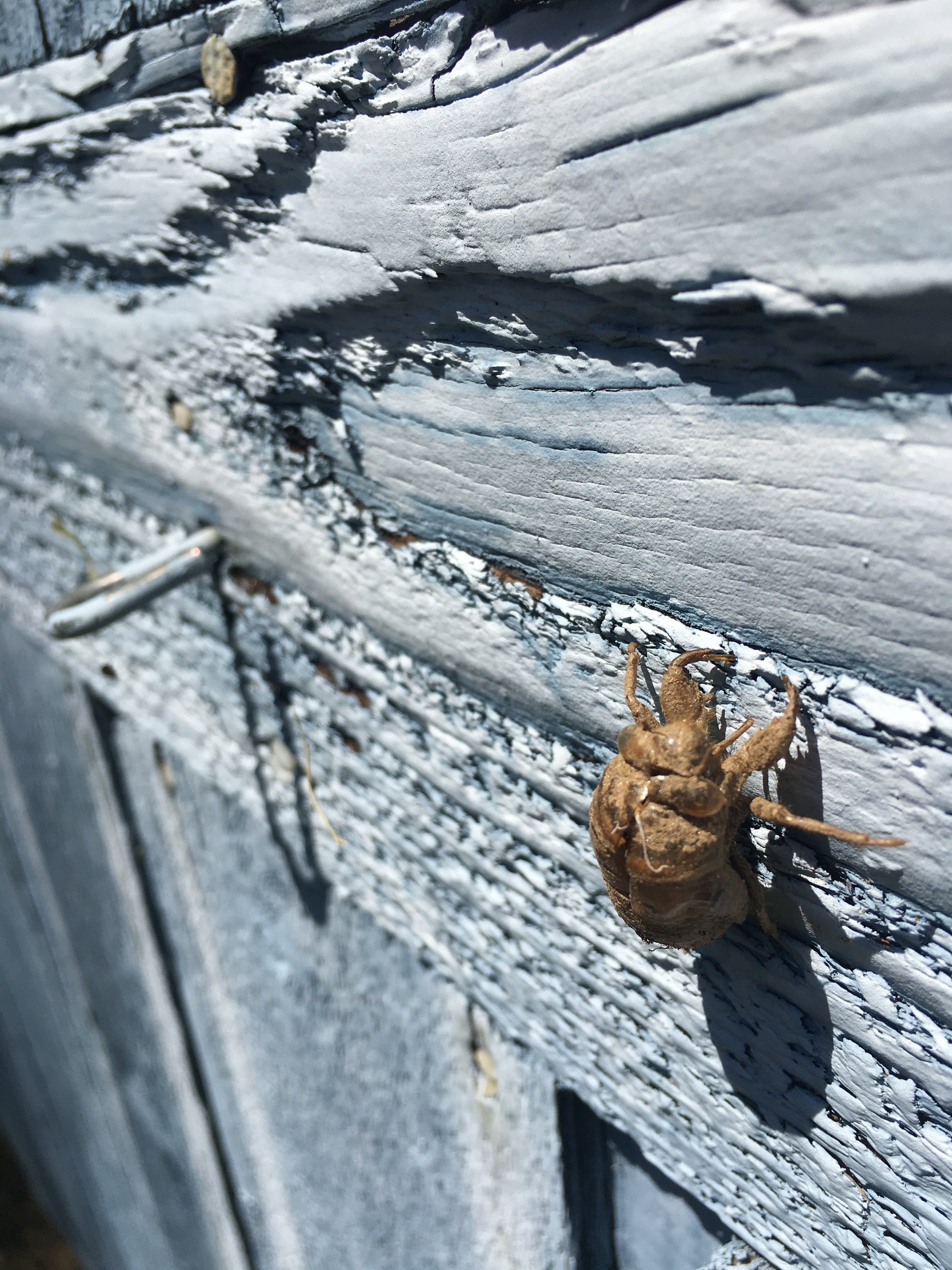 Beetle on Barnwood (2017)