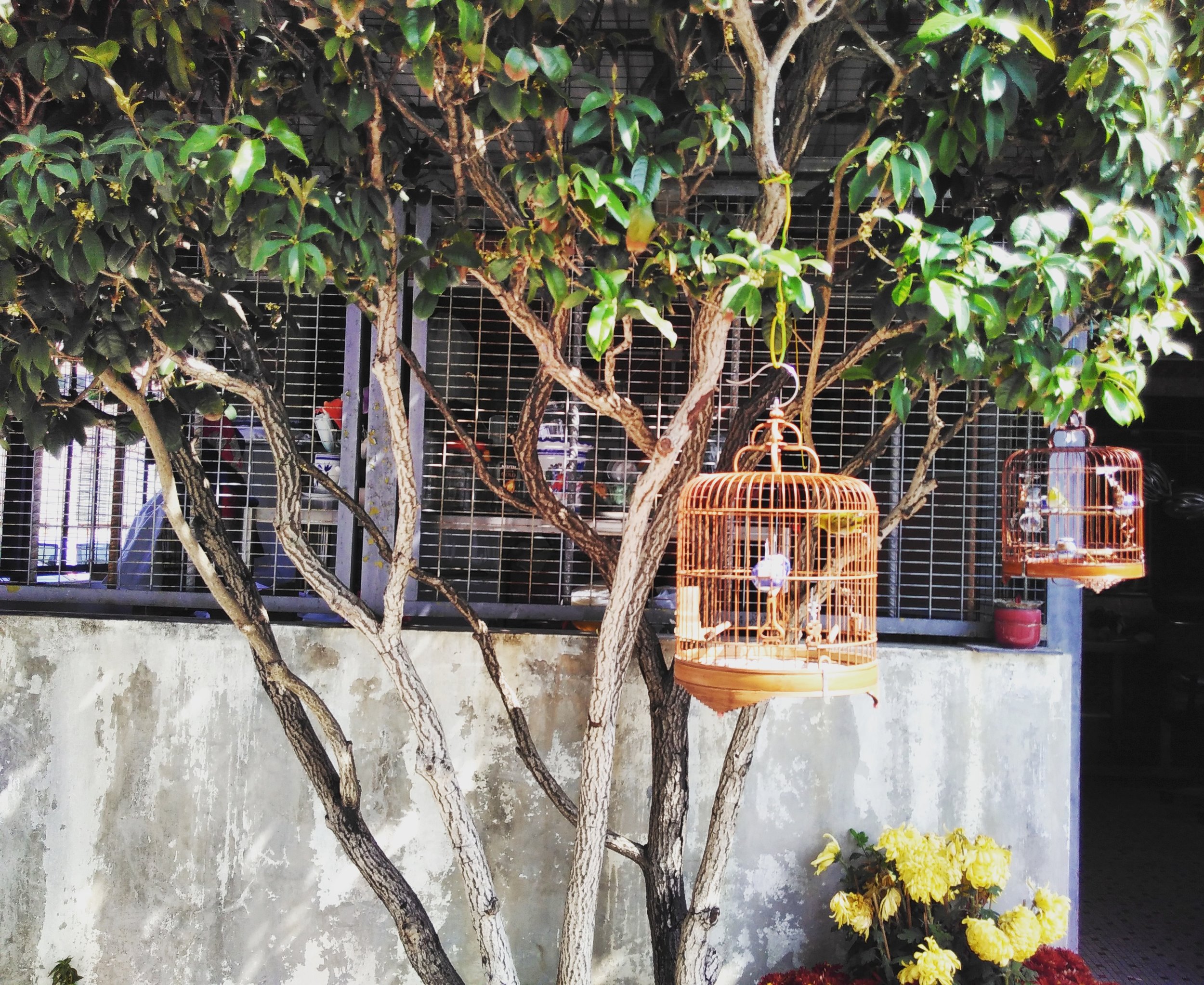 bird cages on a tree.jpg