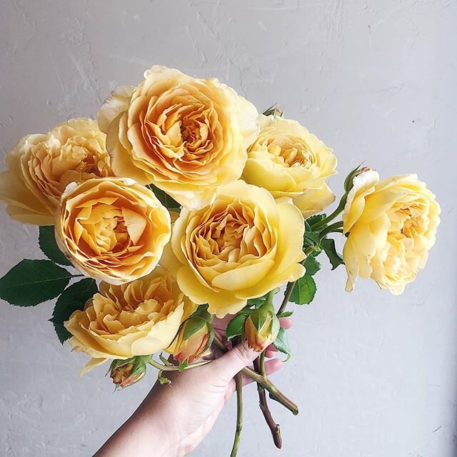Falling hard for these honey-colored roses 🍯💛✨☀️🌼