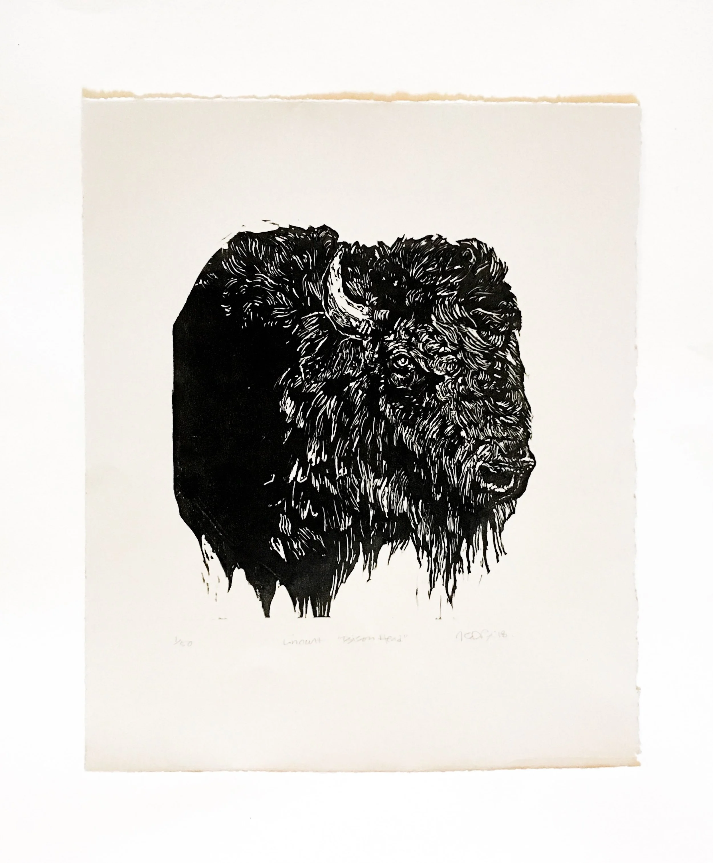 BisonHead.JPG
