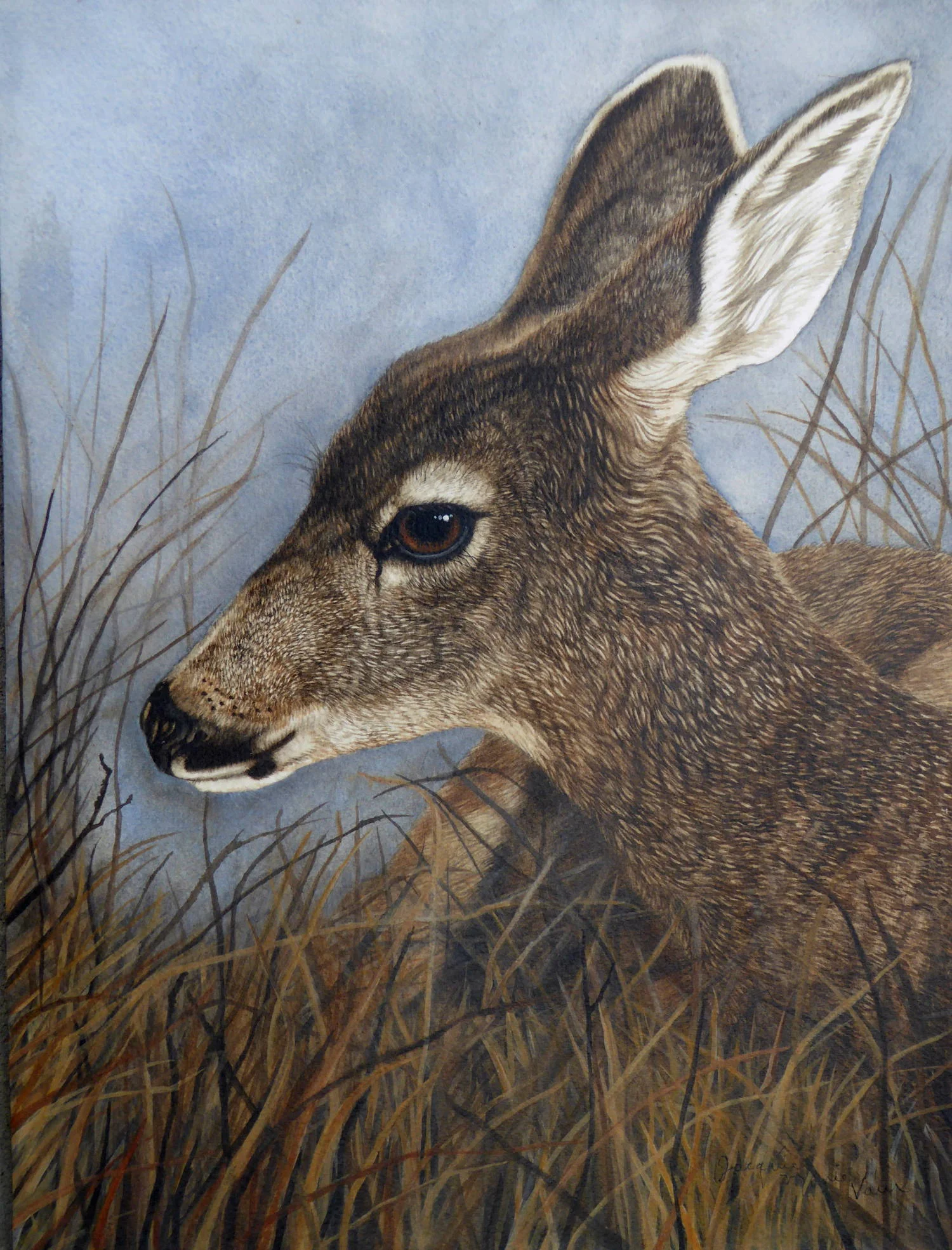 Peaceful Doe-2017-Cm.jpg