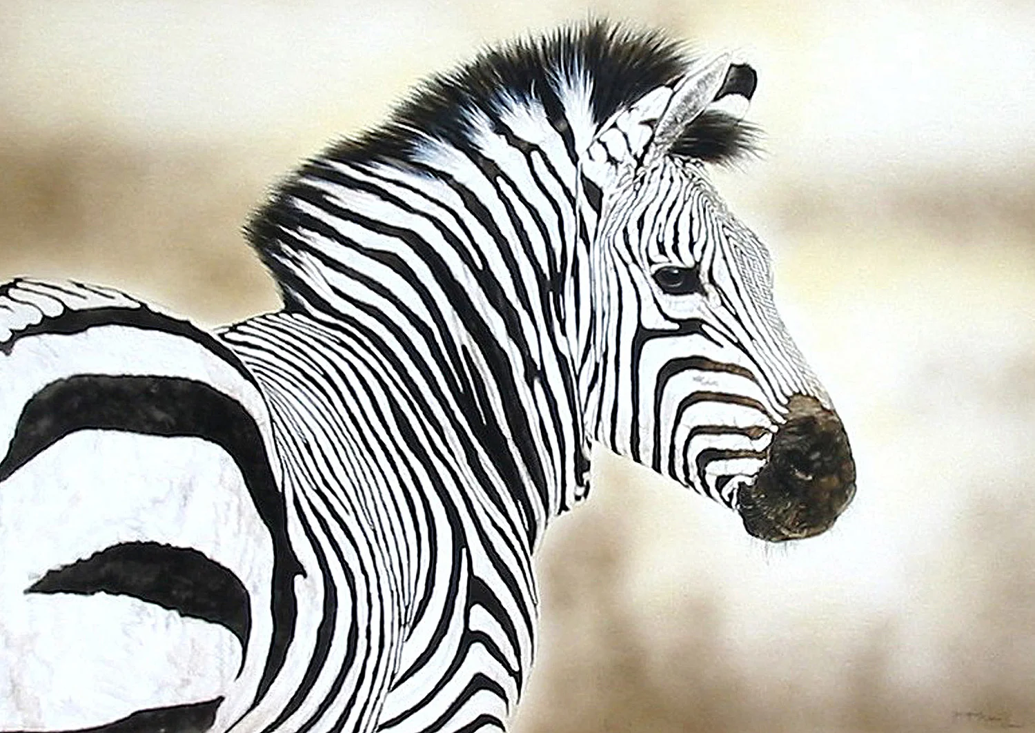 Zebra-Cm.jpg