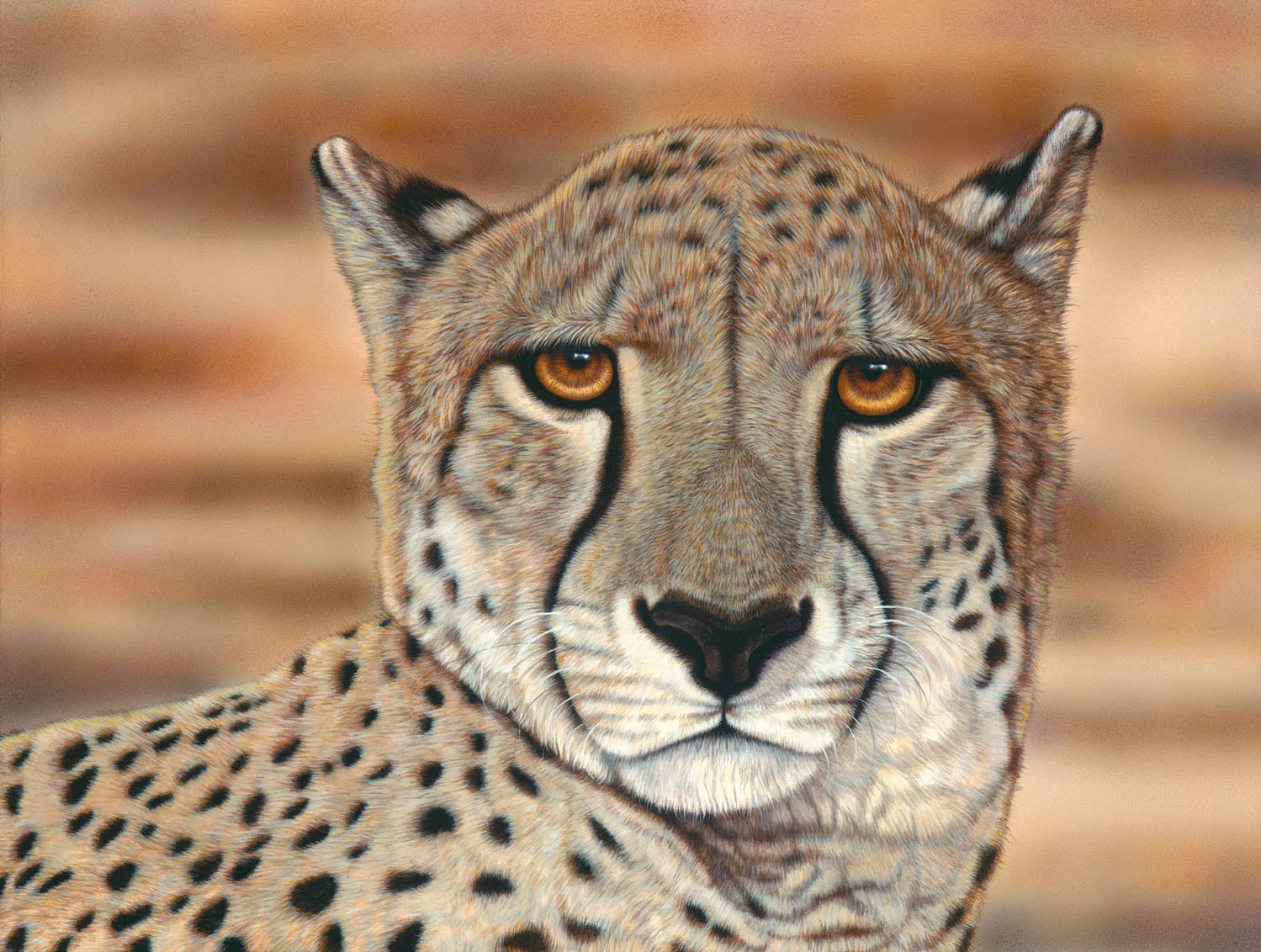 Cheetah Portrait