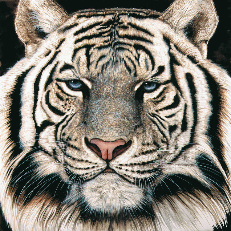 White Tiger Face Jacquie Vaux Art