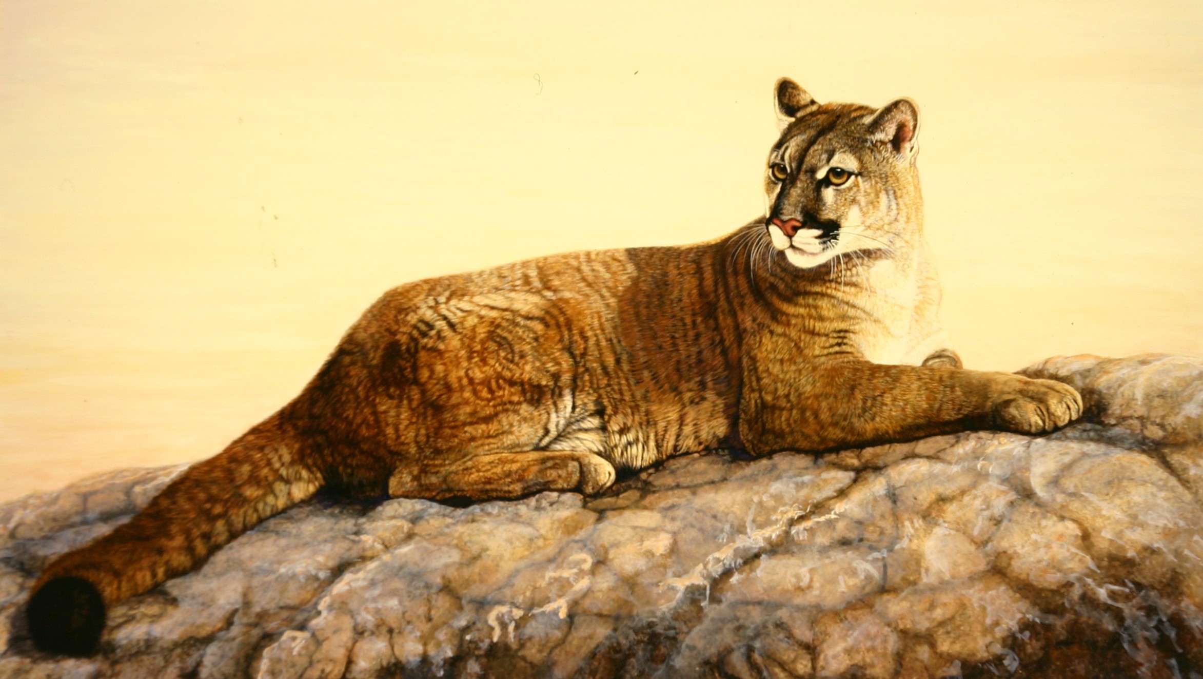 Cougar rock.jpg