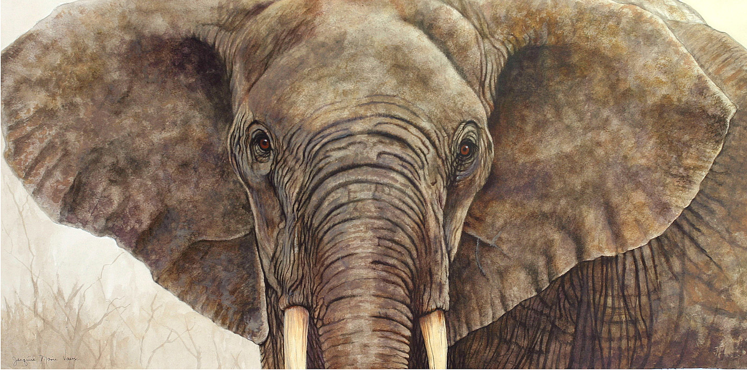 African Elephant-Cm.jpg