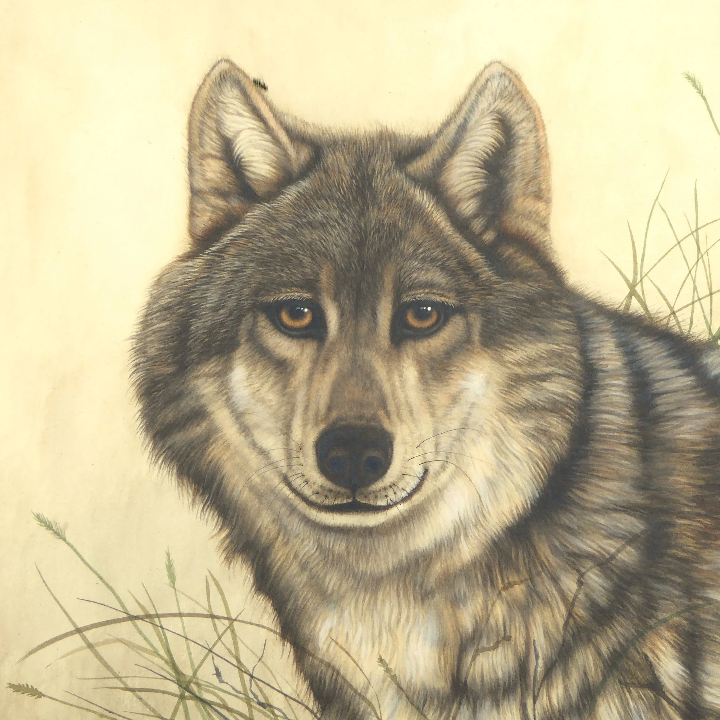 Gray Wolf - Handsome