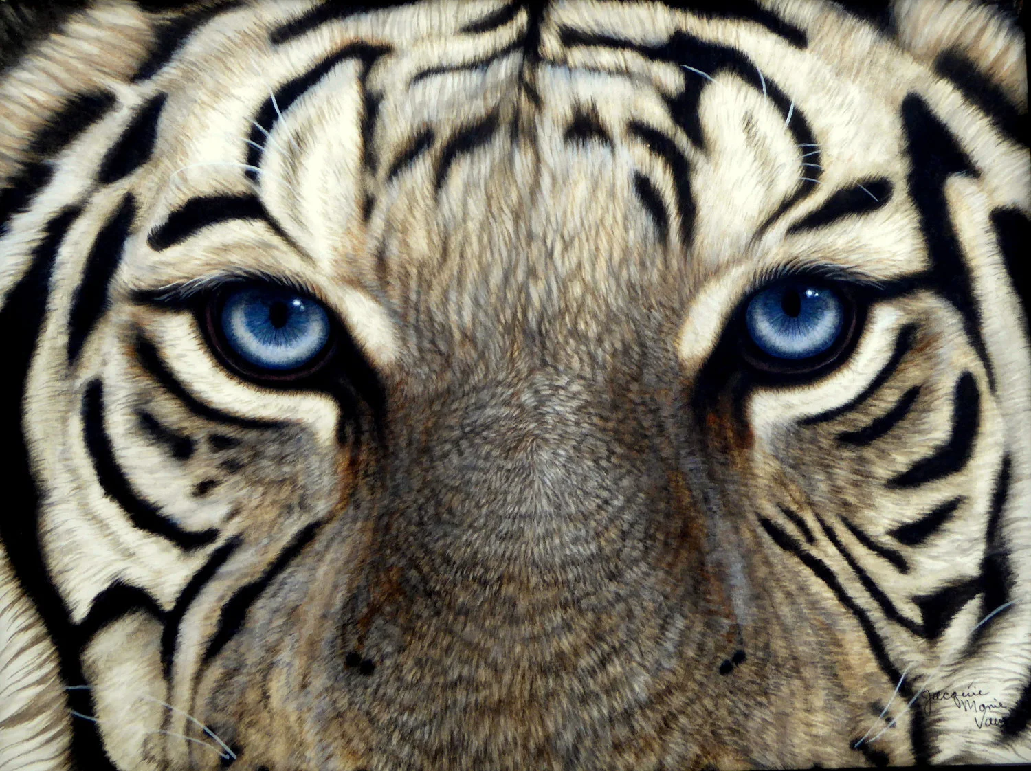 White-Tiger-Eyes-Cm.jpg