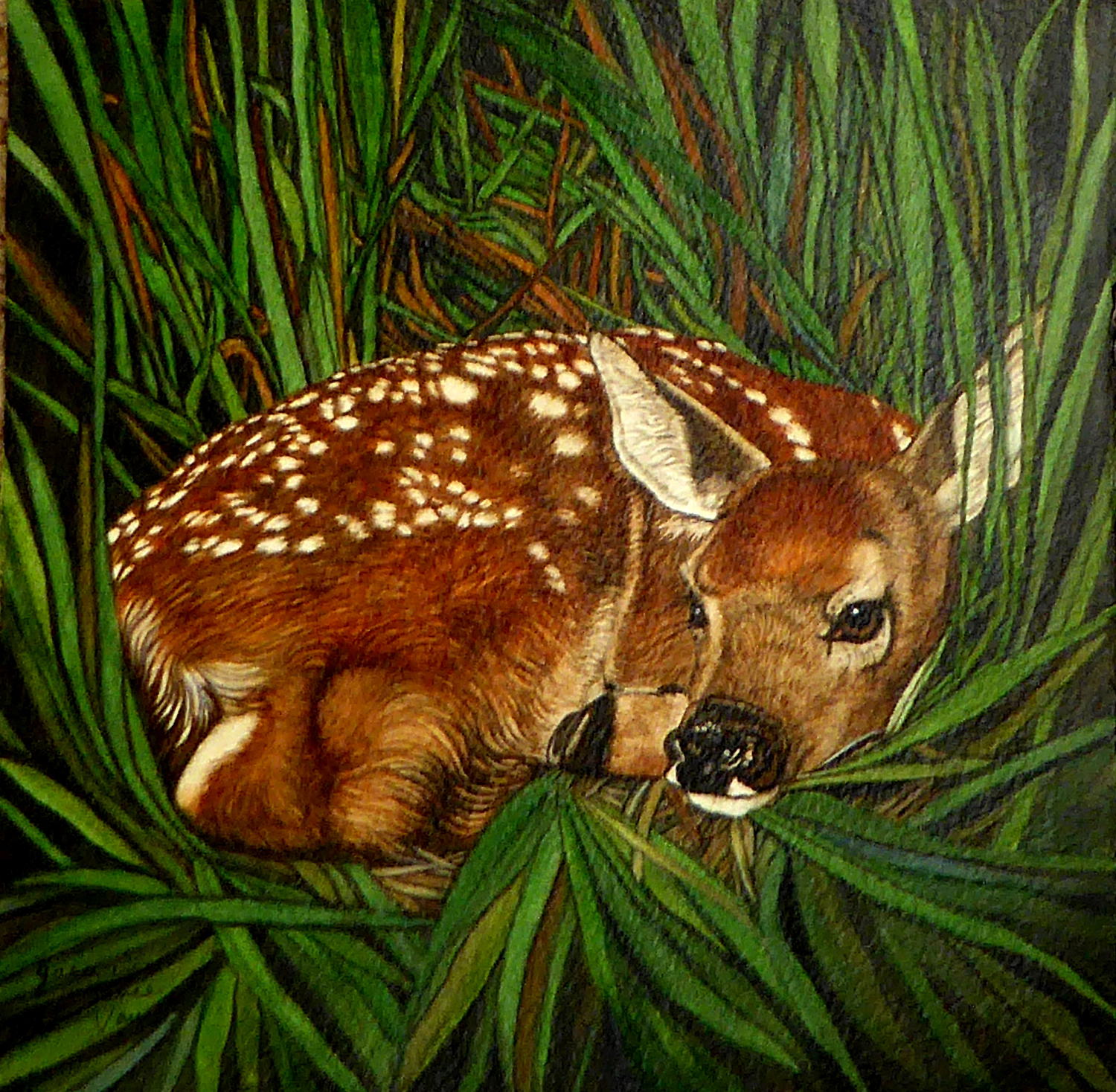 Bambi-Cm.jpg