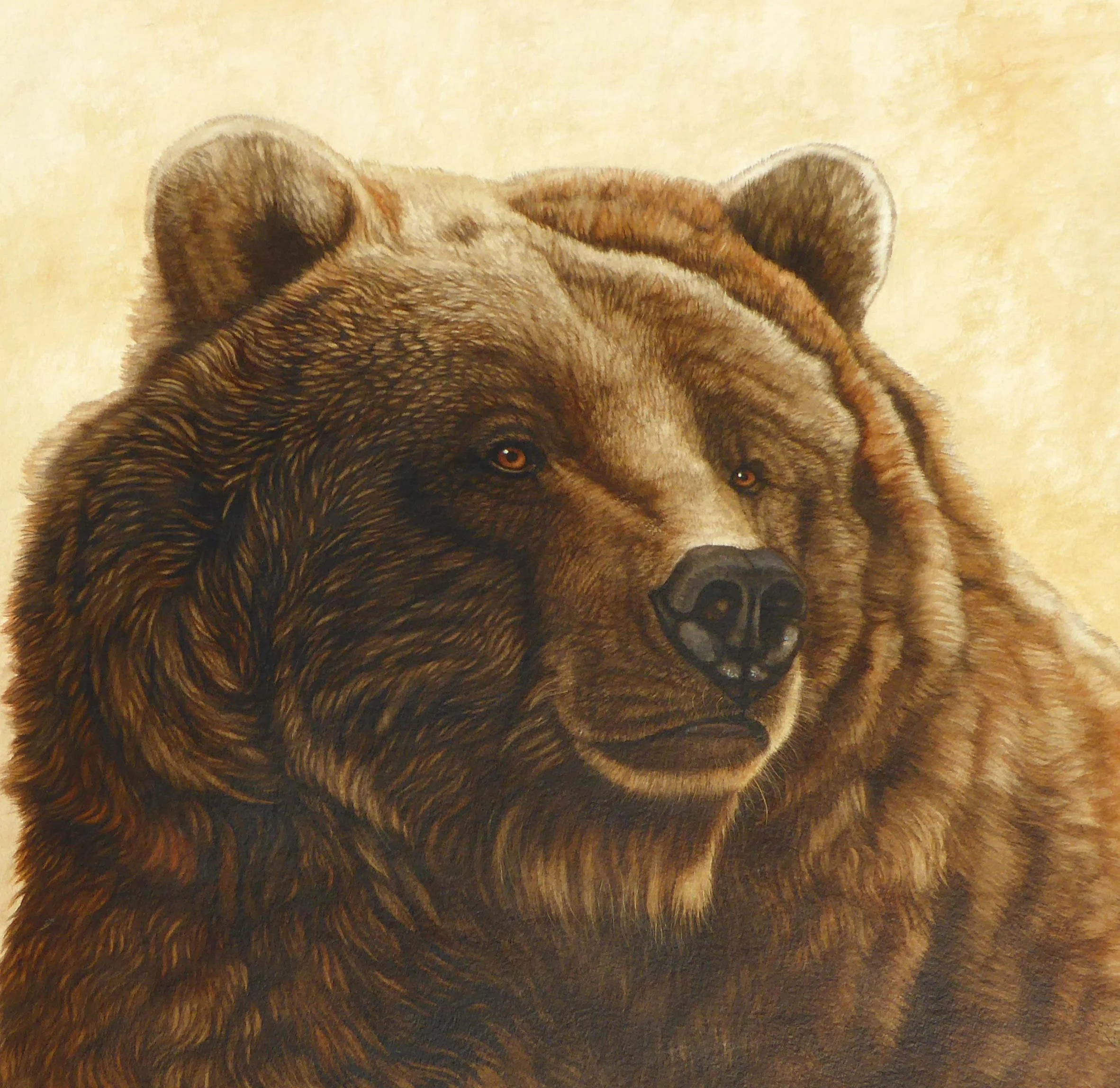 GrizBear-Bos16x16_20x20.jpg