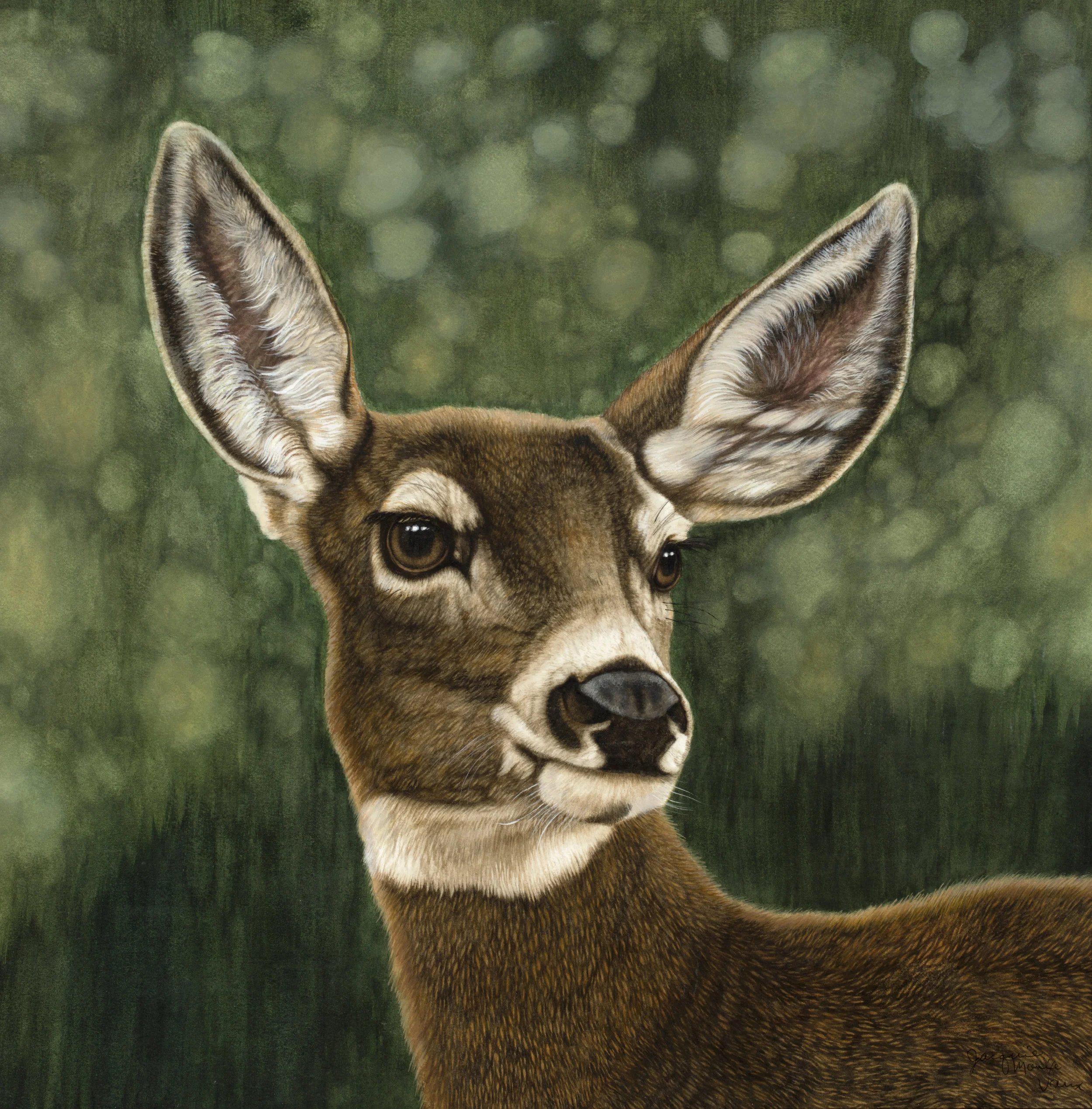 MuleDeerDoe-Large.jpg