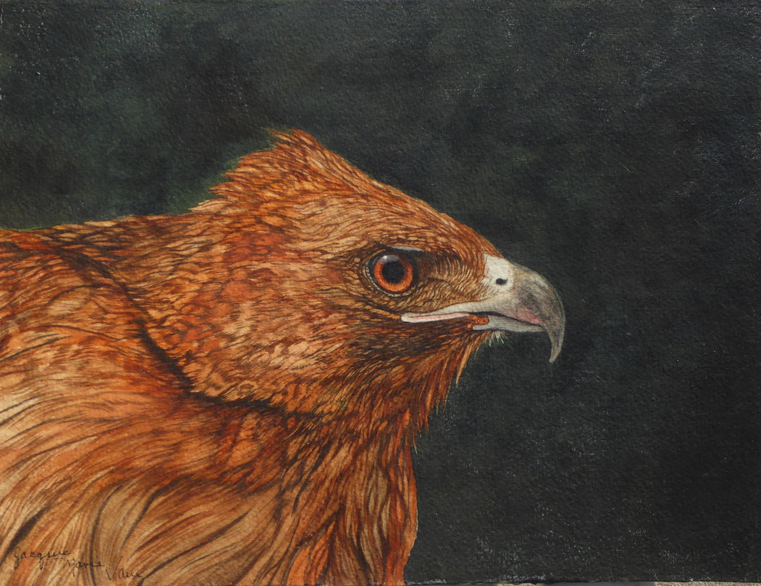 Red-Hawk.jpg