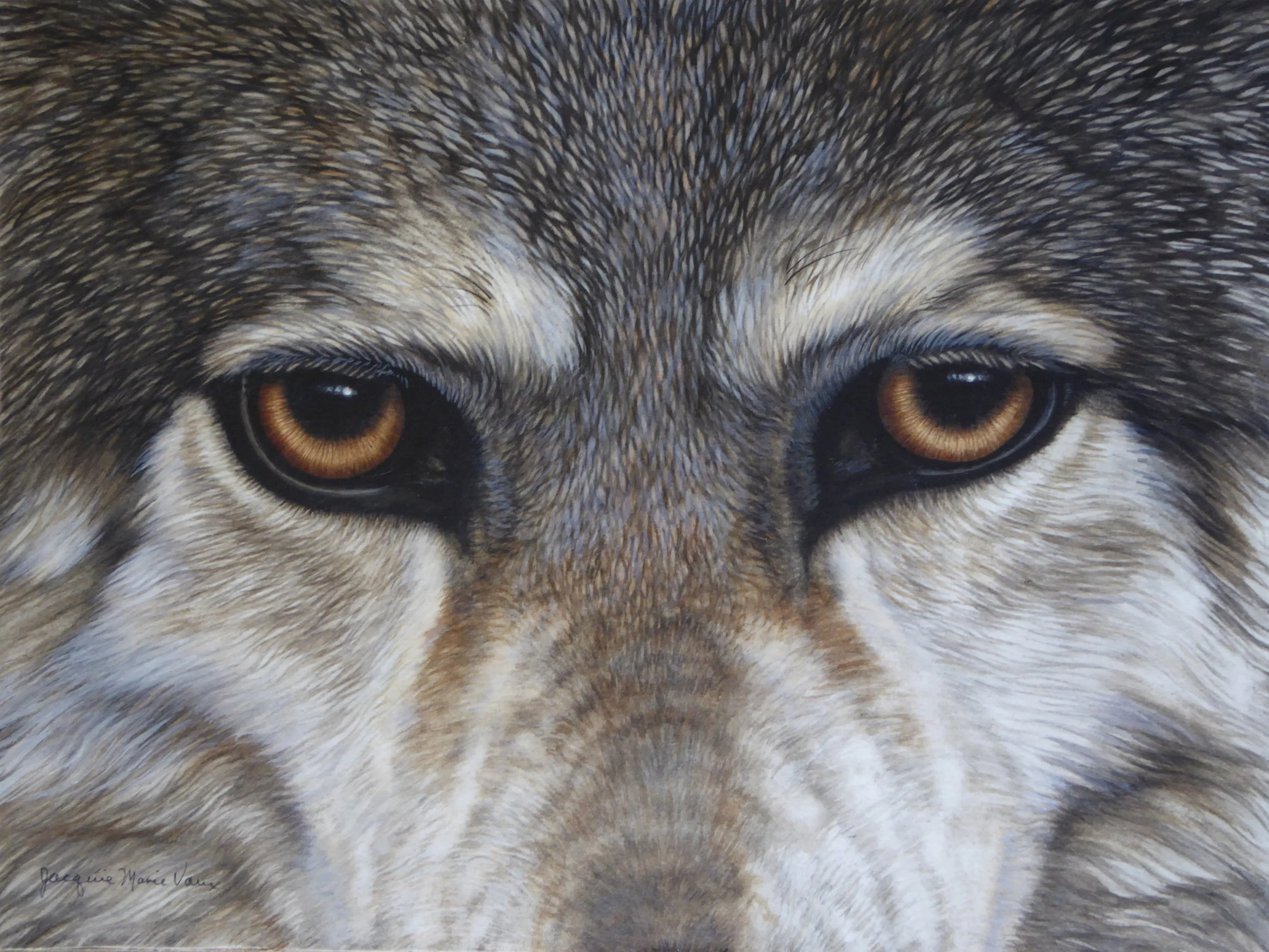 Gray Wolf Eyes 2016.jpg