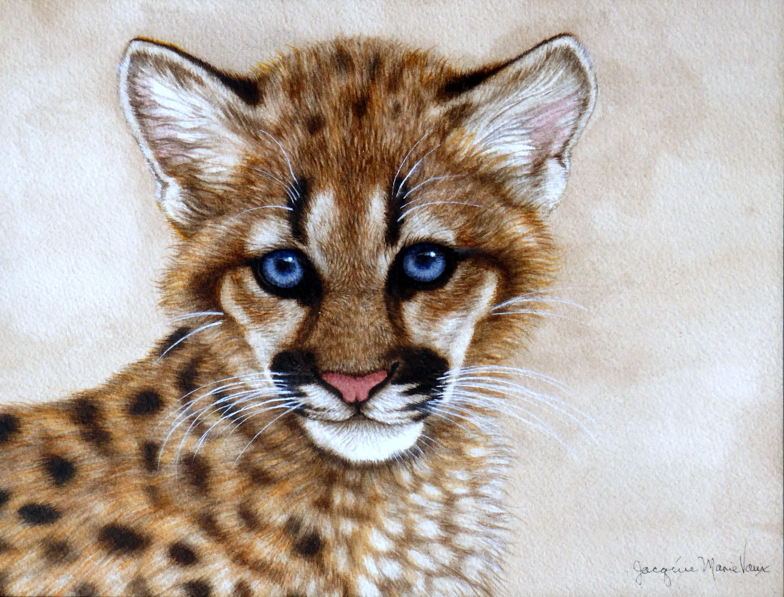 Cougar Cub-2017.jpg