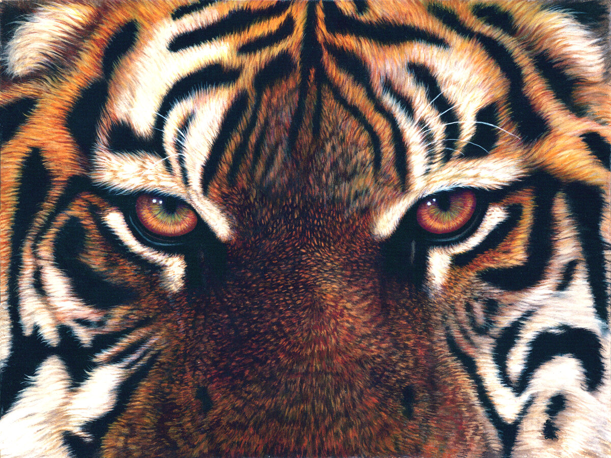 Eyes of Bengal Tiger-Best.jpg