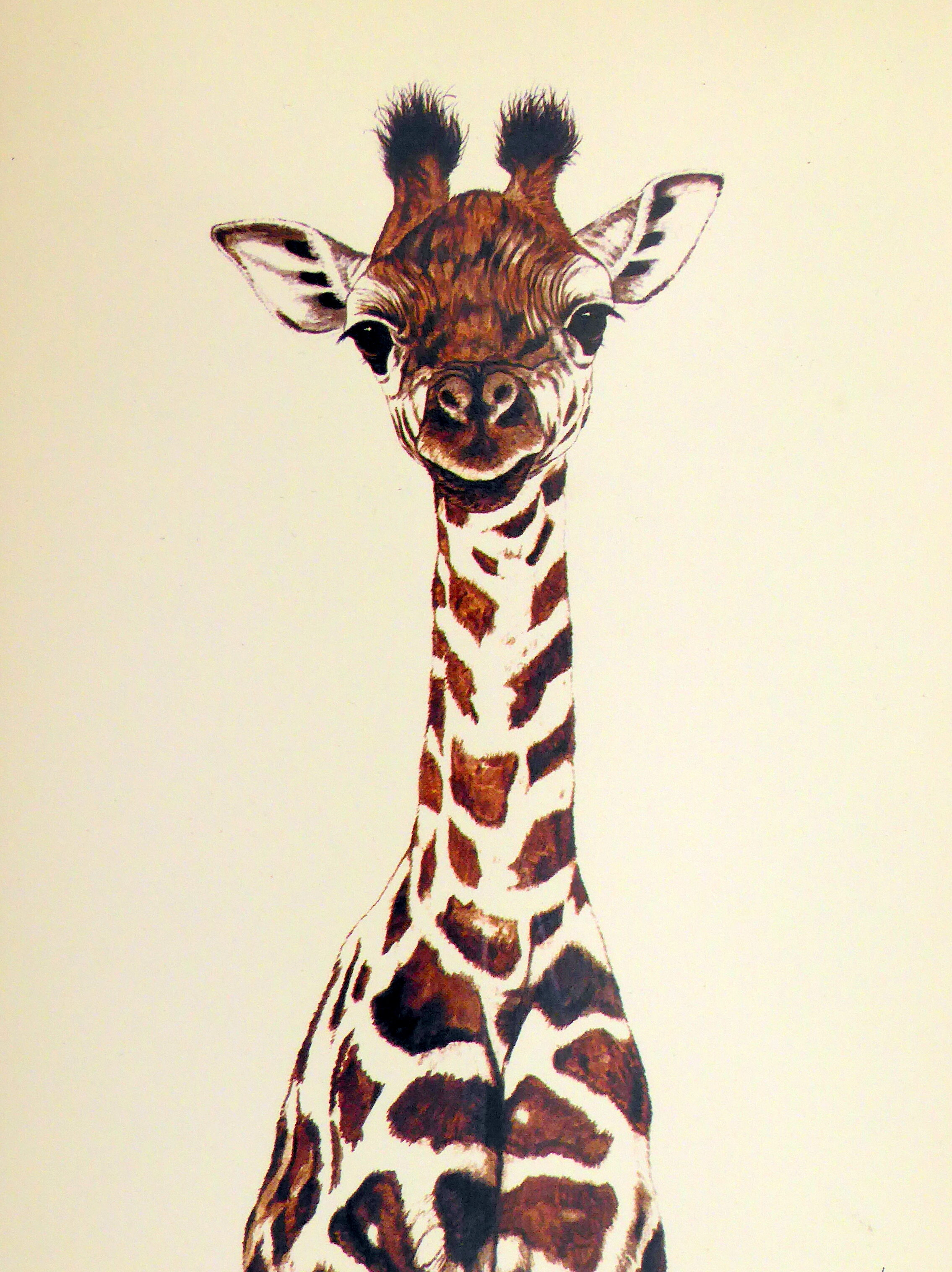 Baby Giraffe-2018.jpg