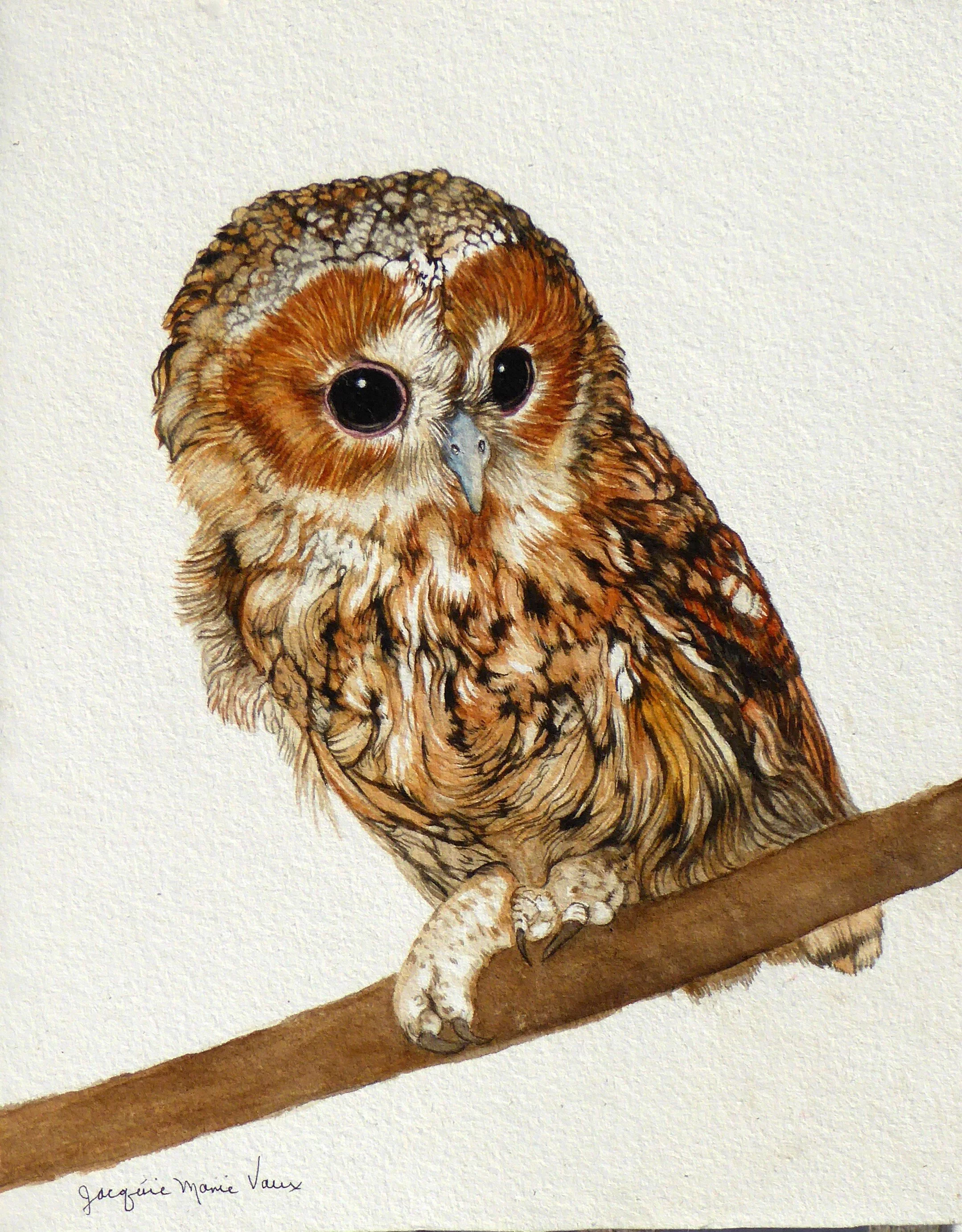 Tawny Owl1.jpg