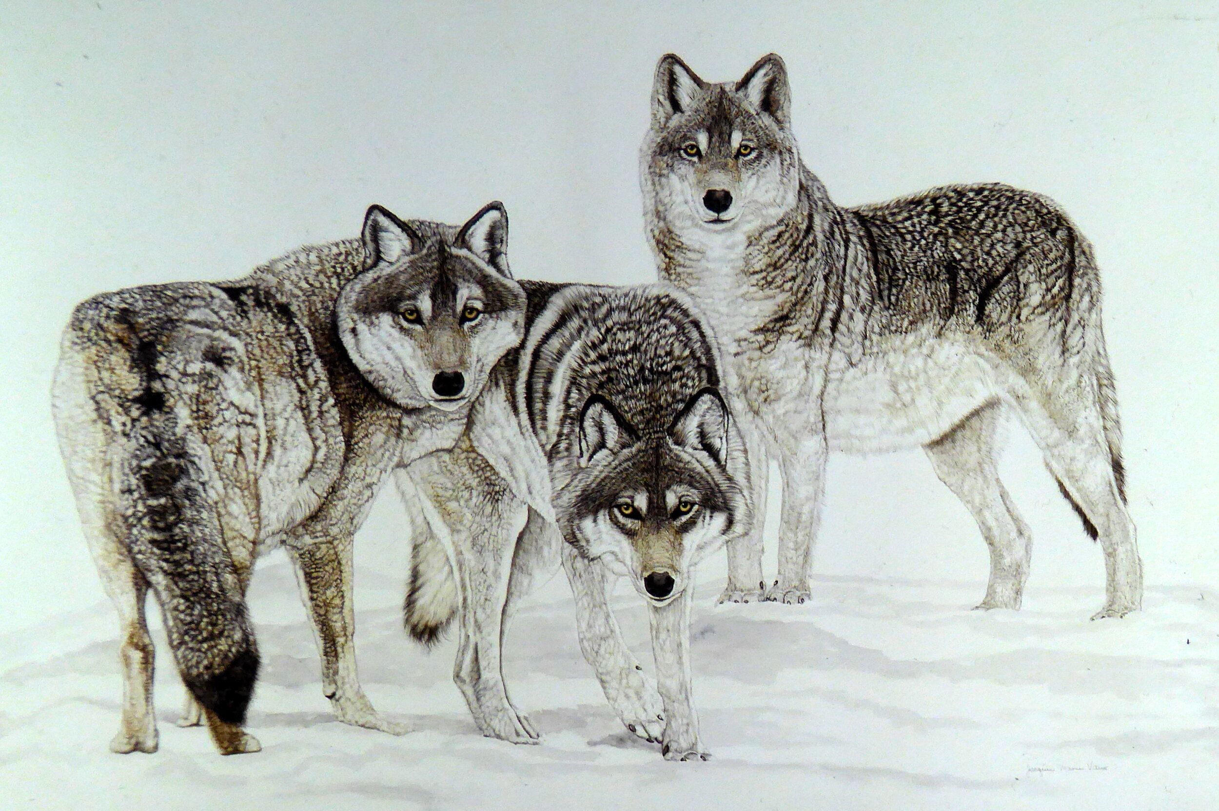 3 Wolves-1-OK.jpg