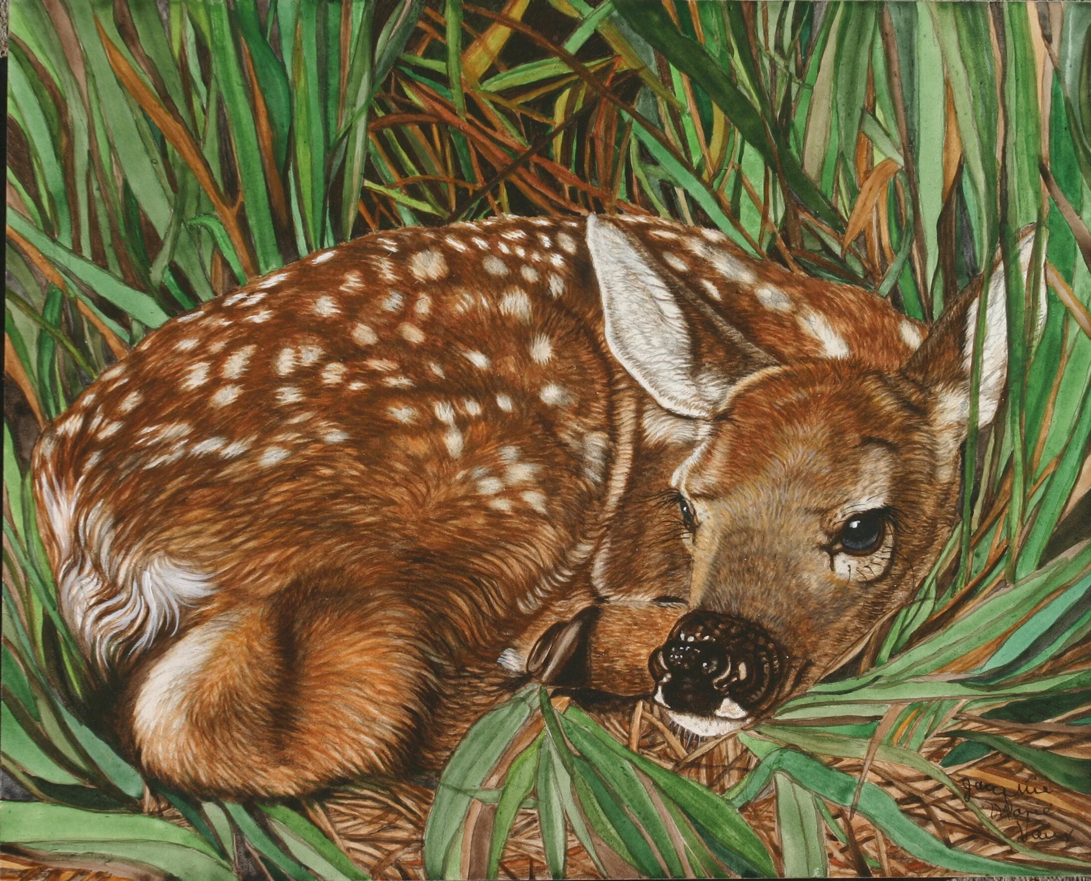 JMV Deer Fawn Grass4-8x10.jpg