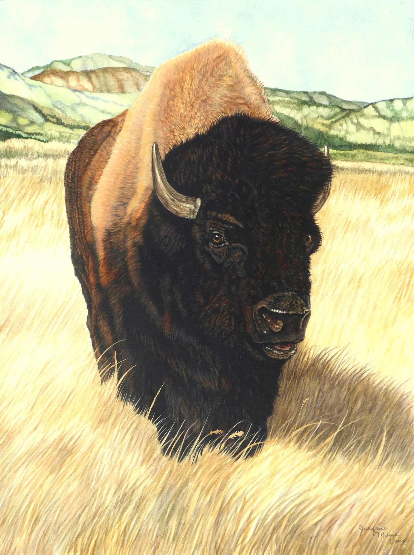 Bison-on-the-Soapstone-Prairie.jpg