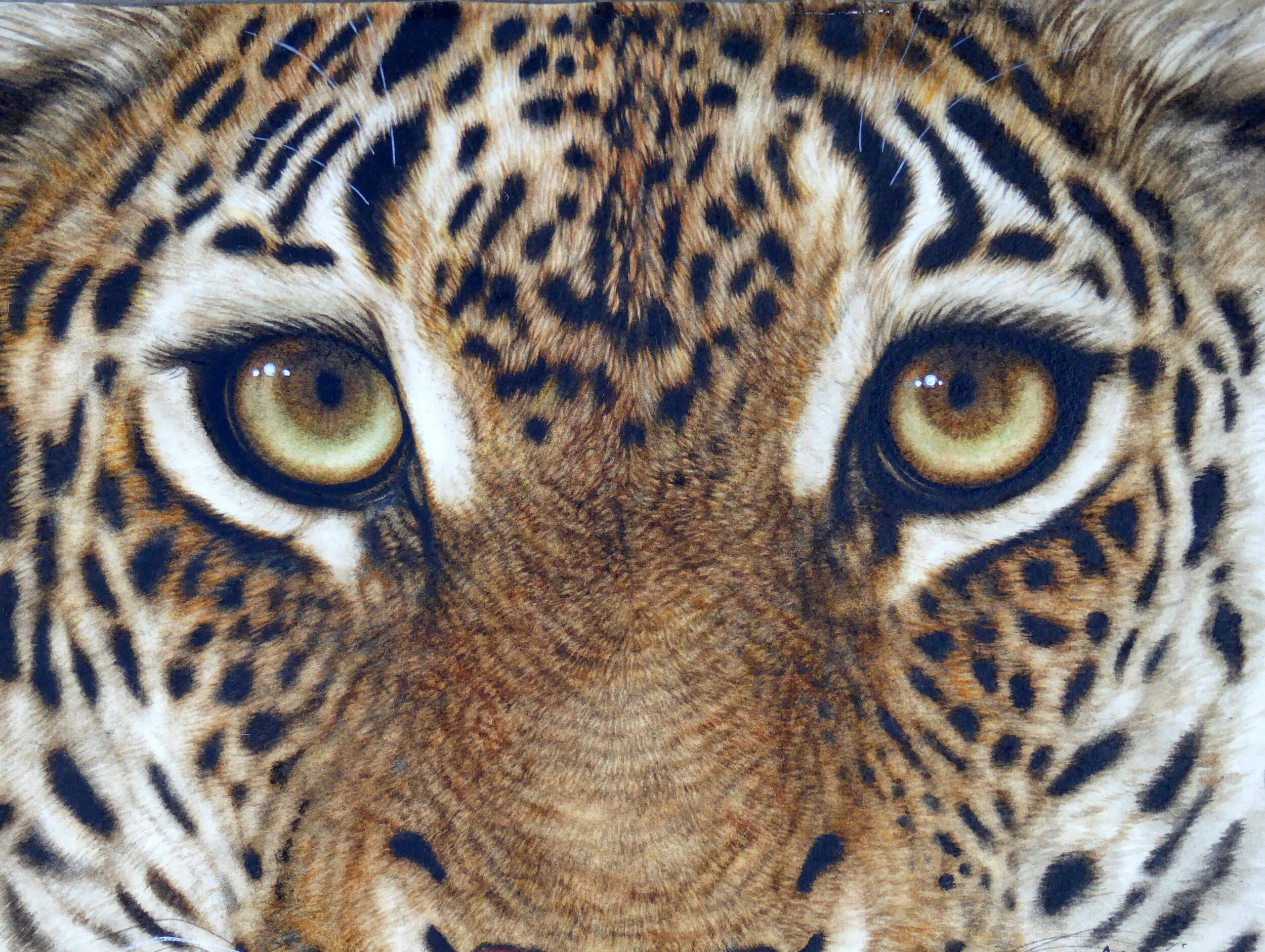 Eyes of African Leopard.jpg