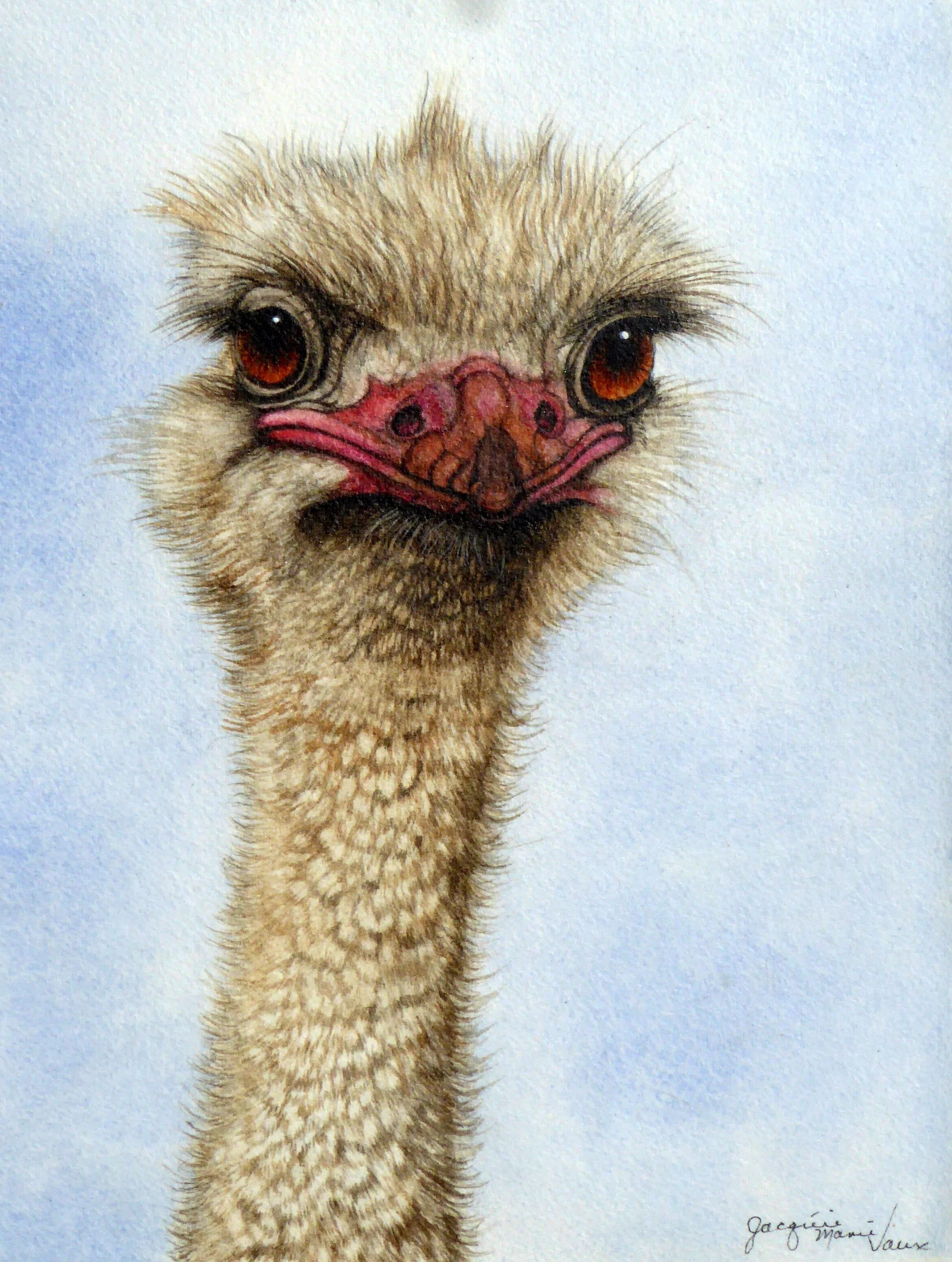 Ostrich-2020.JPG