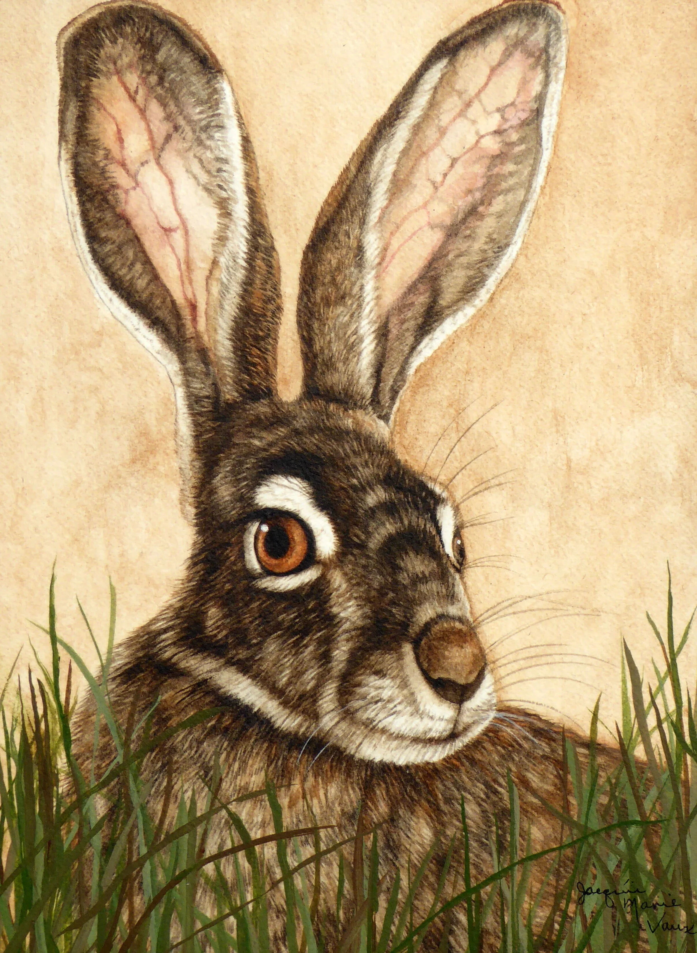 Jackrabbit-Grass.JPG