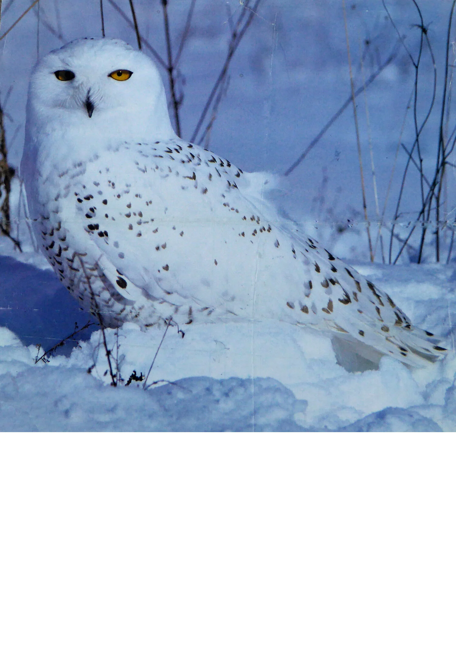 JMV Owl video -Cover.jpg