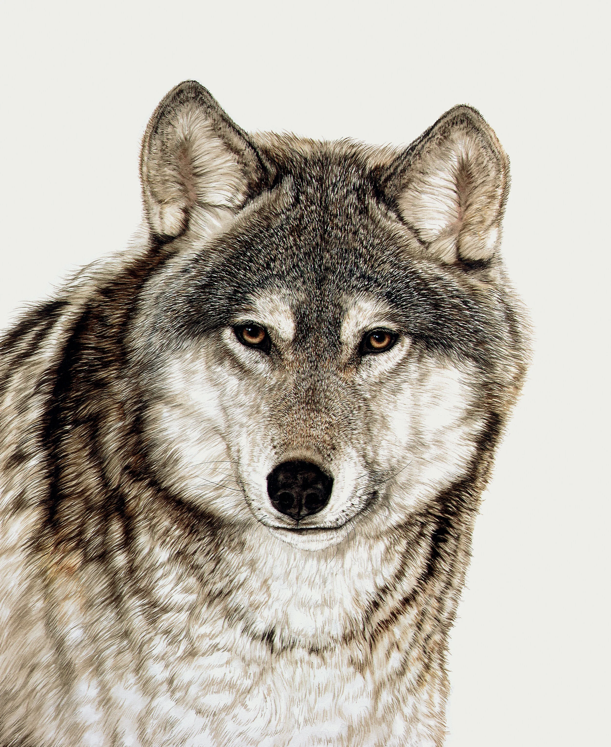 Wolf Face.jpg
