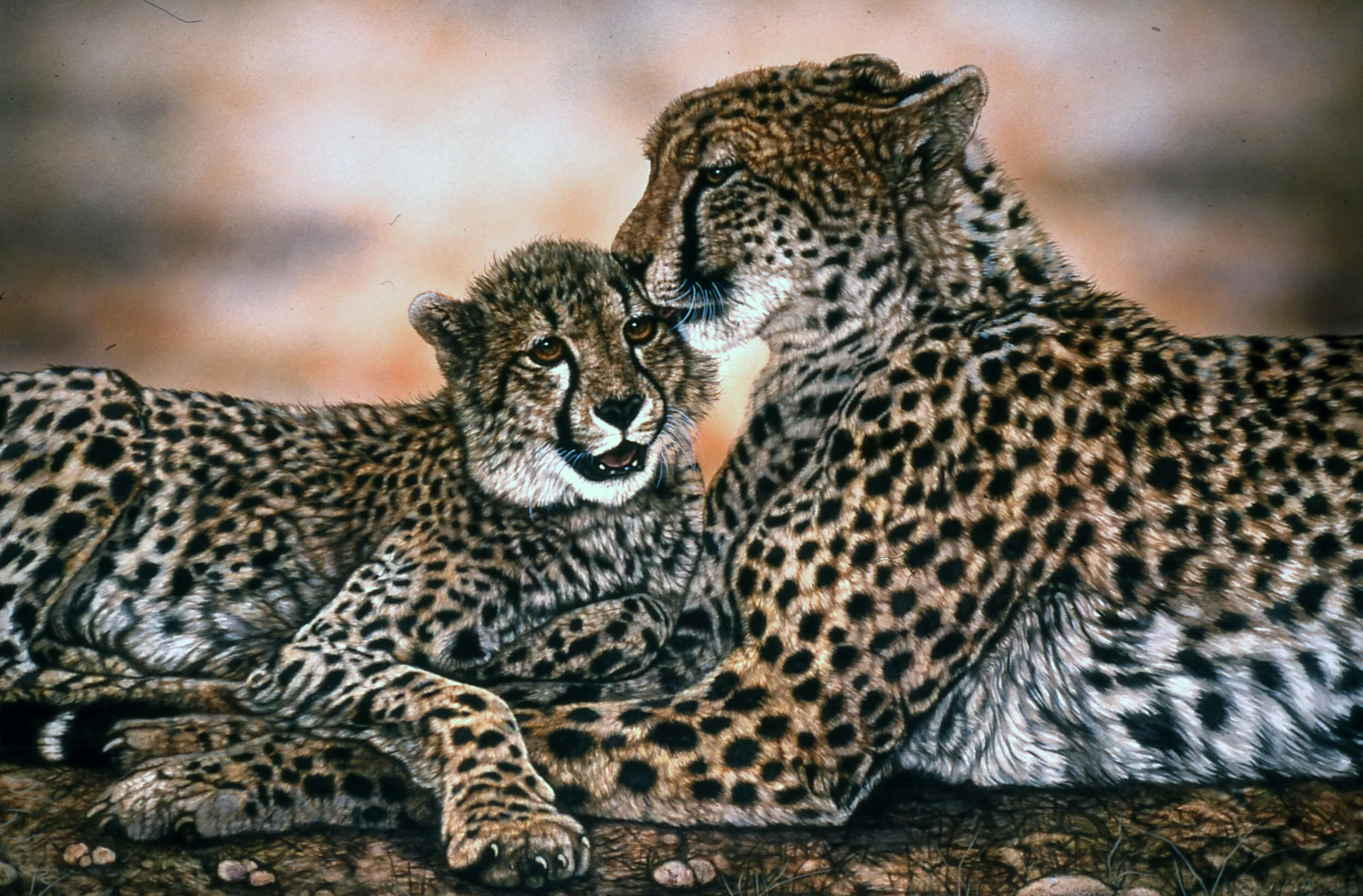 Cheetah mom & CubEd.jpg
