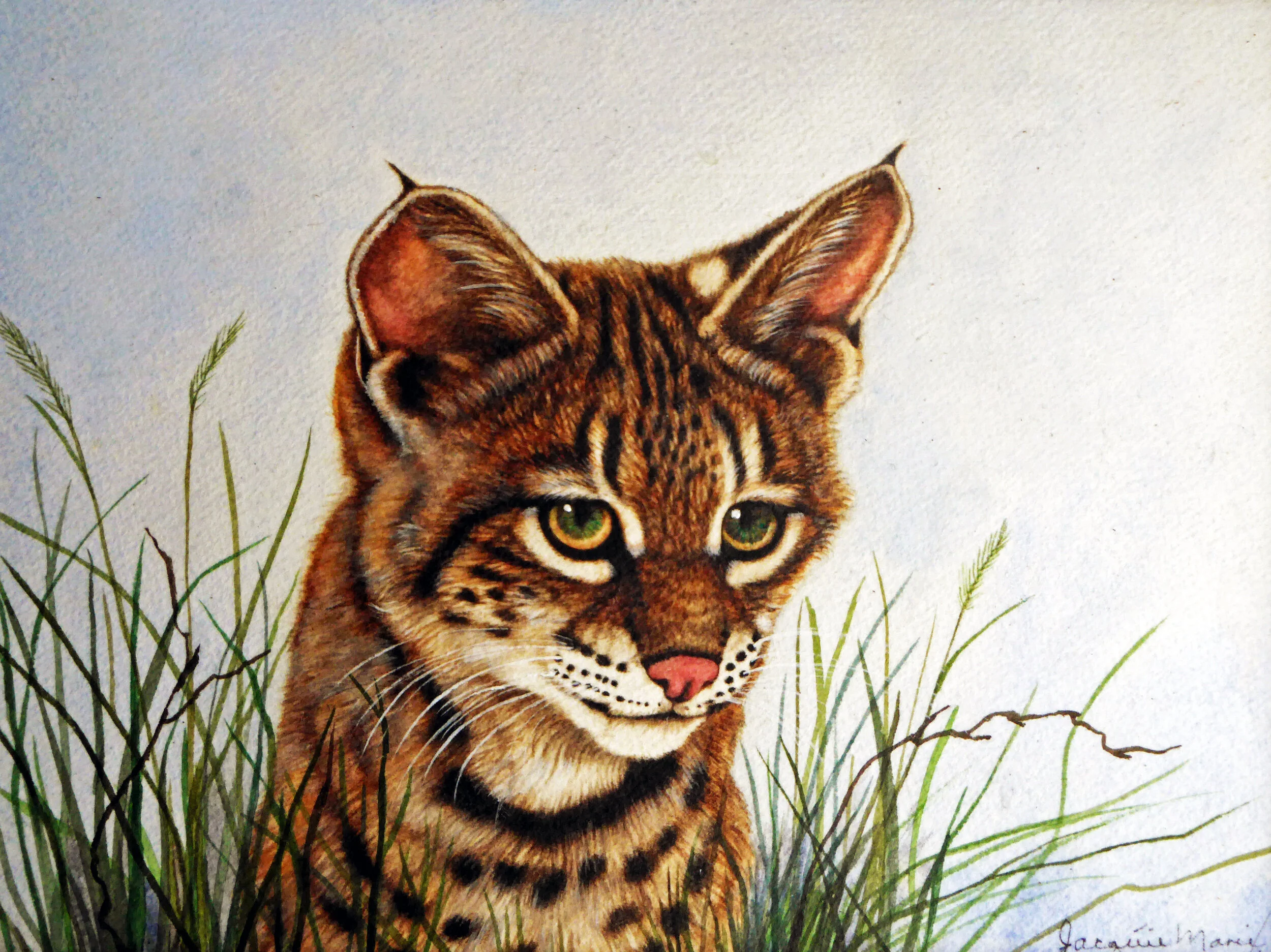 Baby-Bobcat-in-Grass.jpg