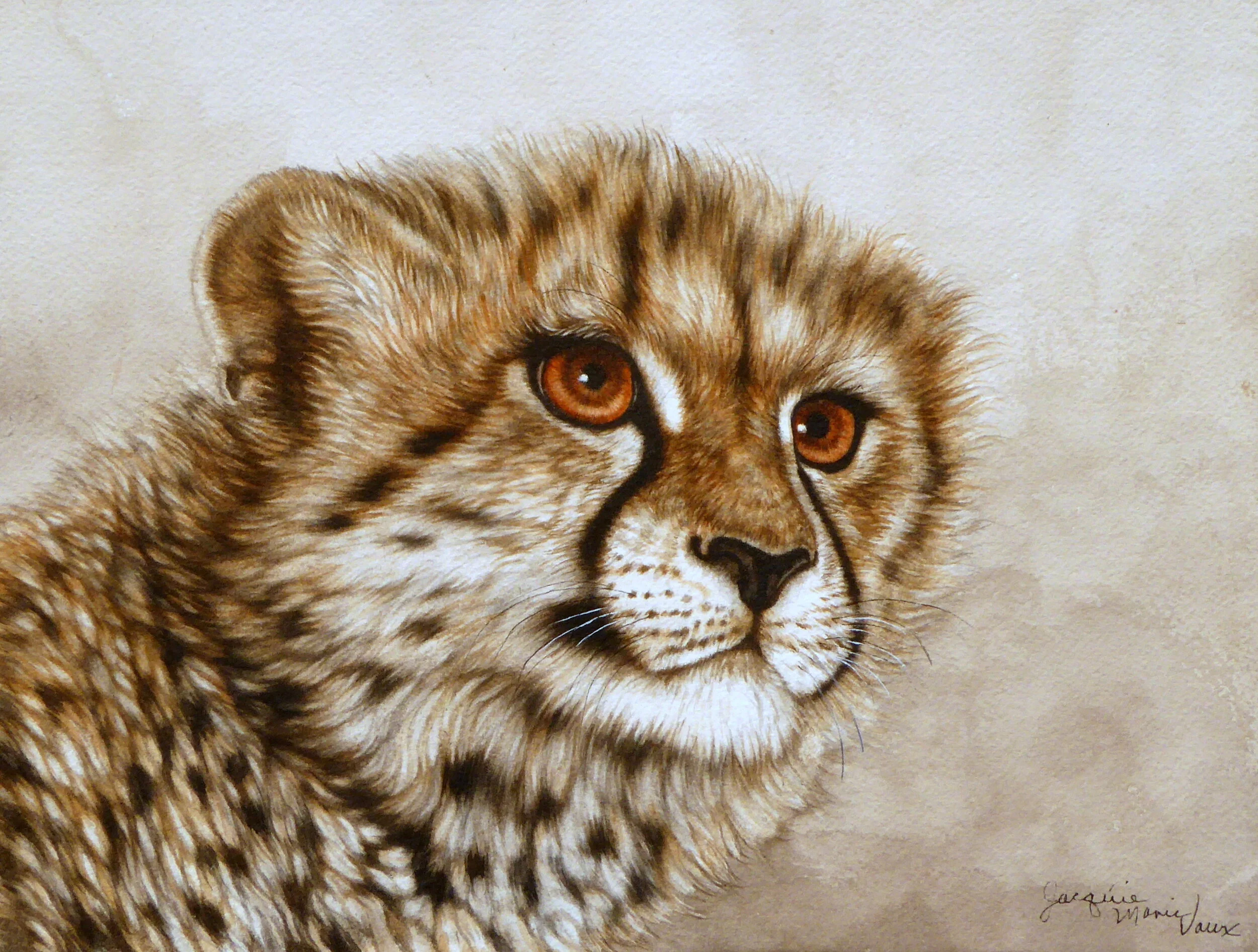 Young-Cheetah-2.jpg